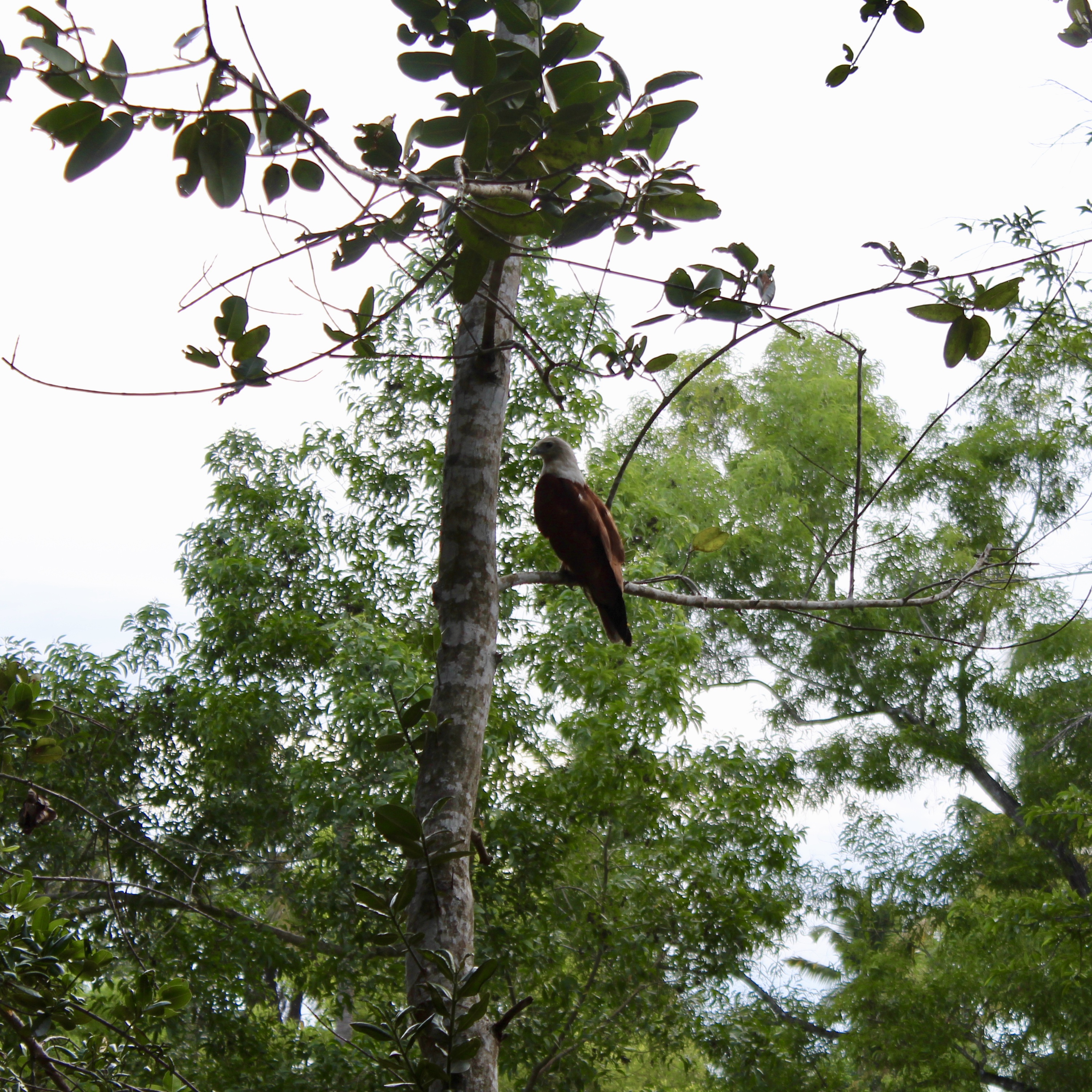 Red-backed sea-eagle