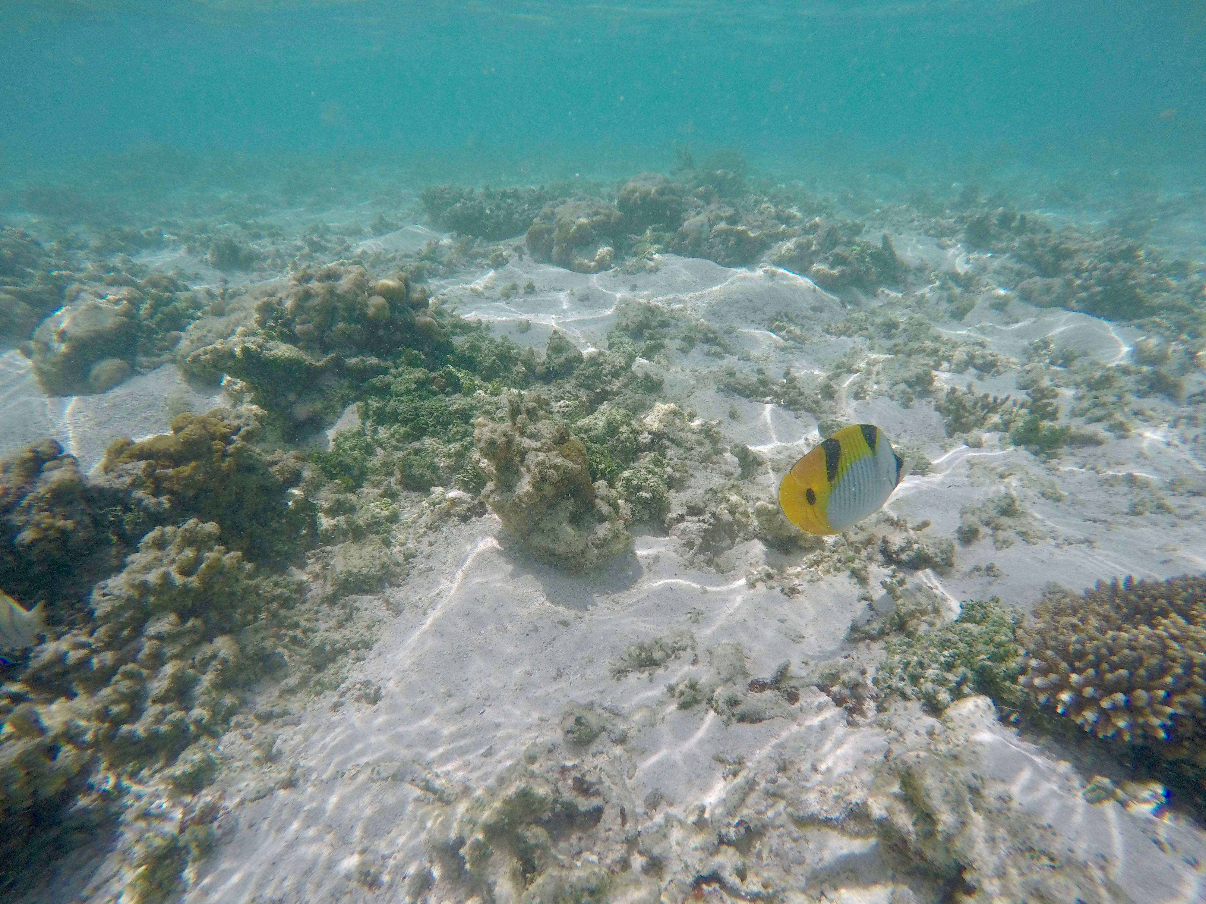 DCIM100GOPROGOPR0244.