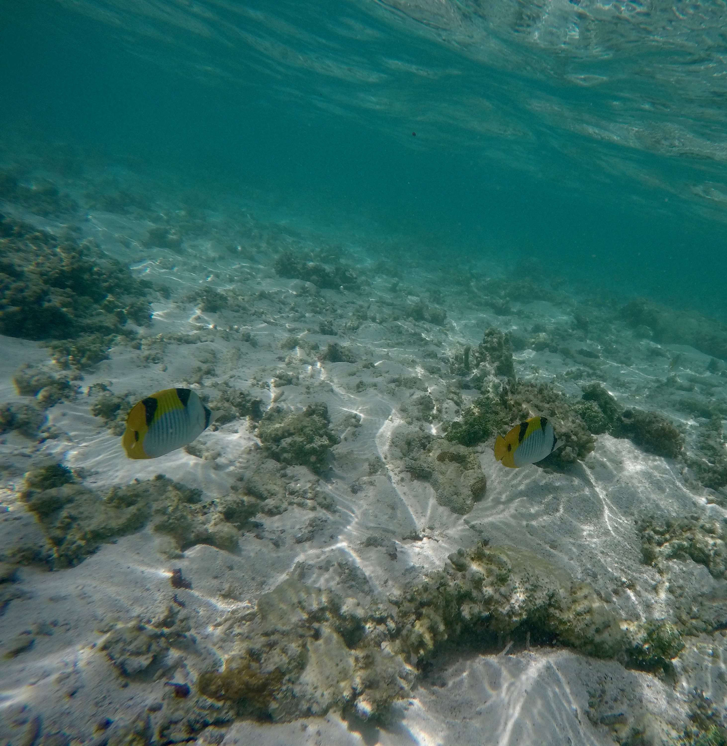 DCIM100GOPROGOPR0245.