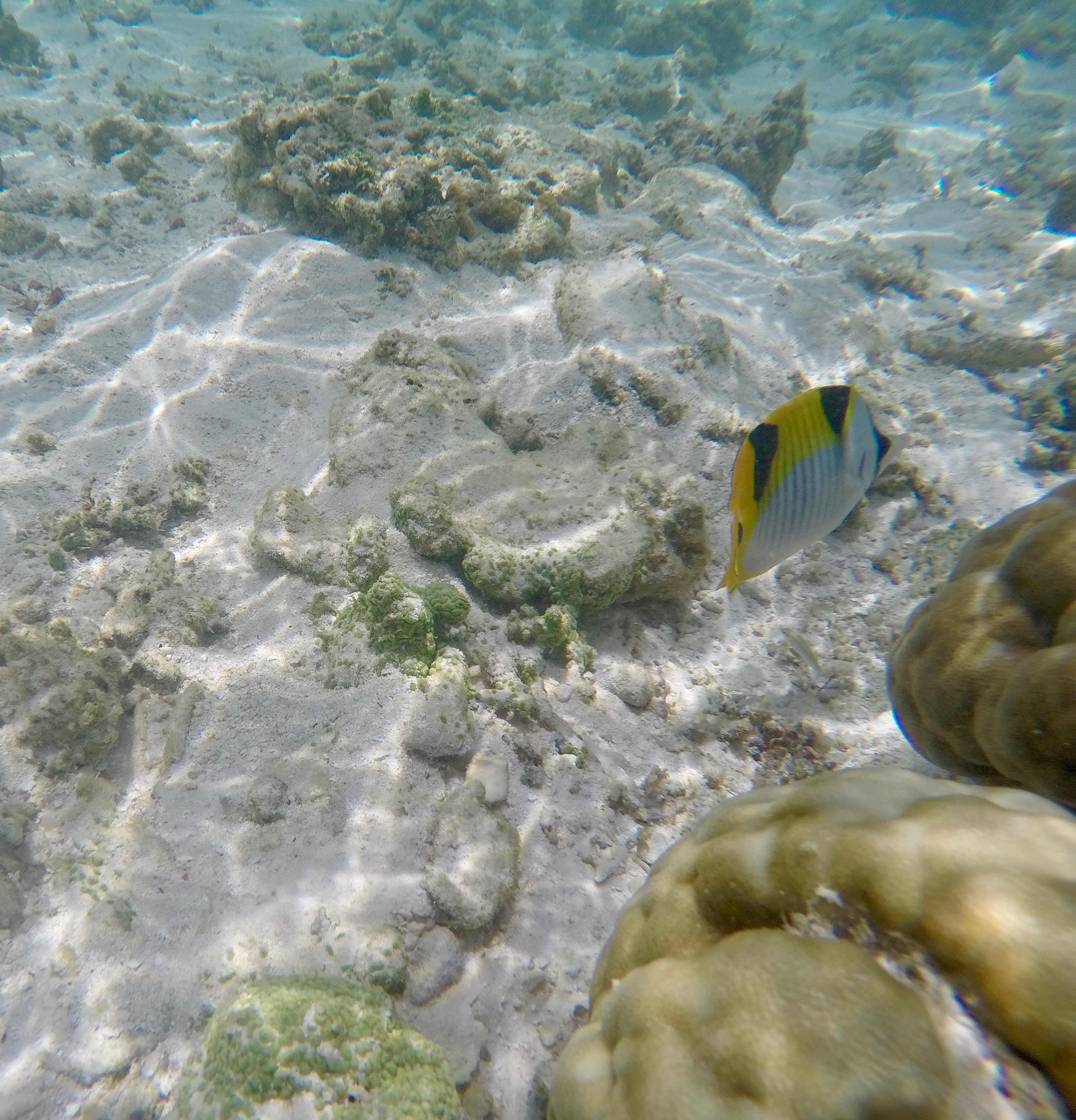 DCIM100GOPROGOPR0248.