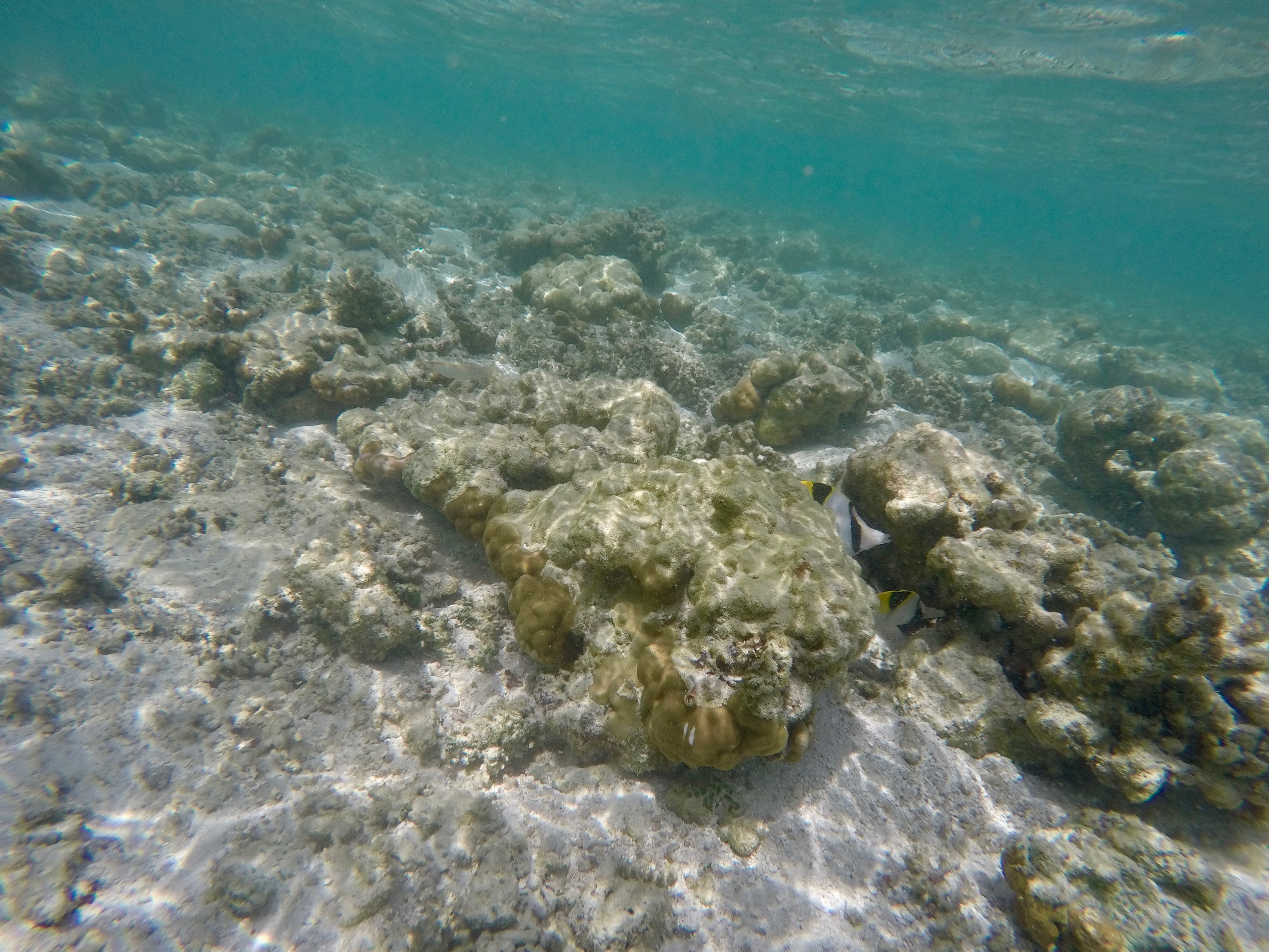 DCIM100GOPROGOPR0250.