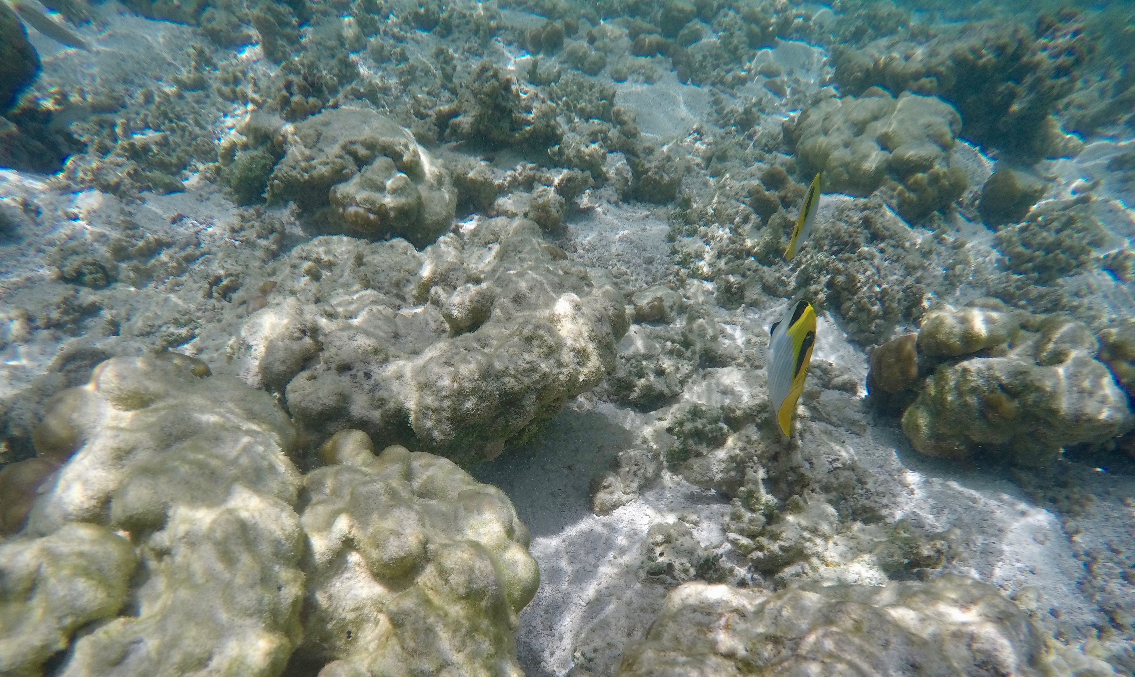 DCIM100GOPROGOPR0252.