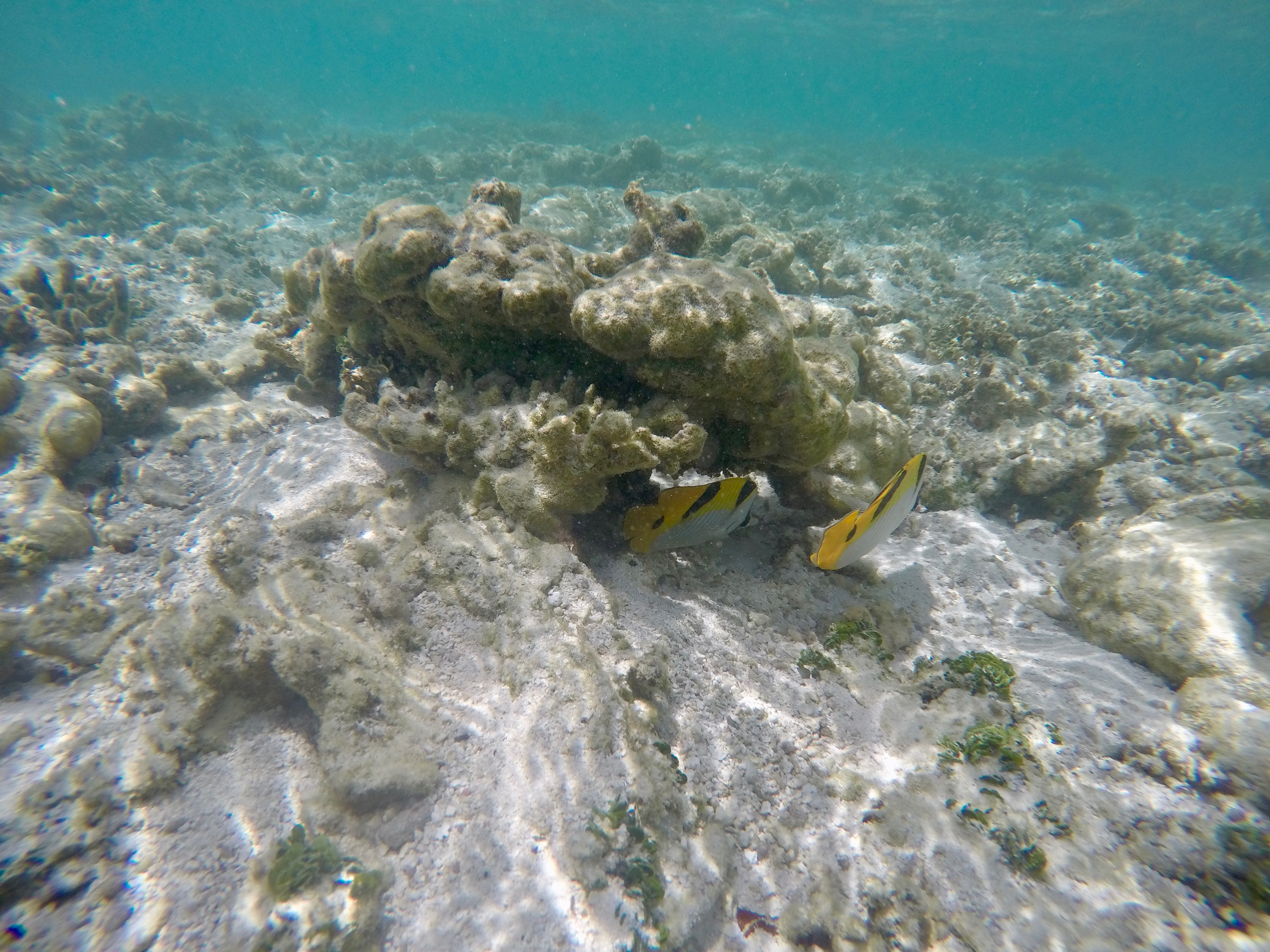 DCIM100GOPROGOPR0256.