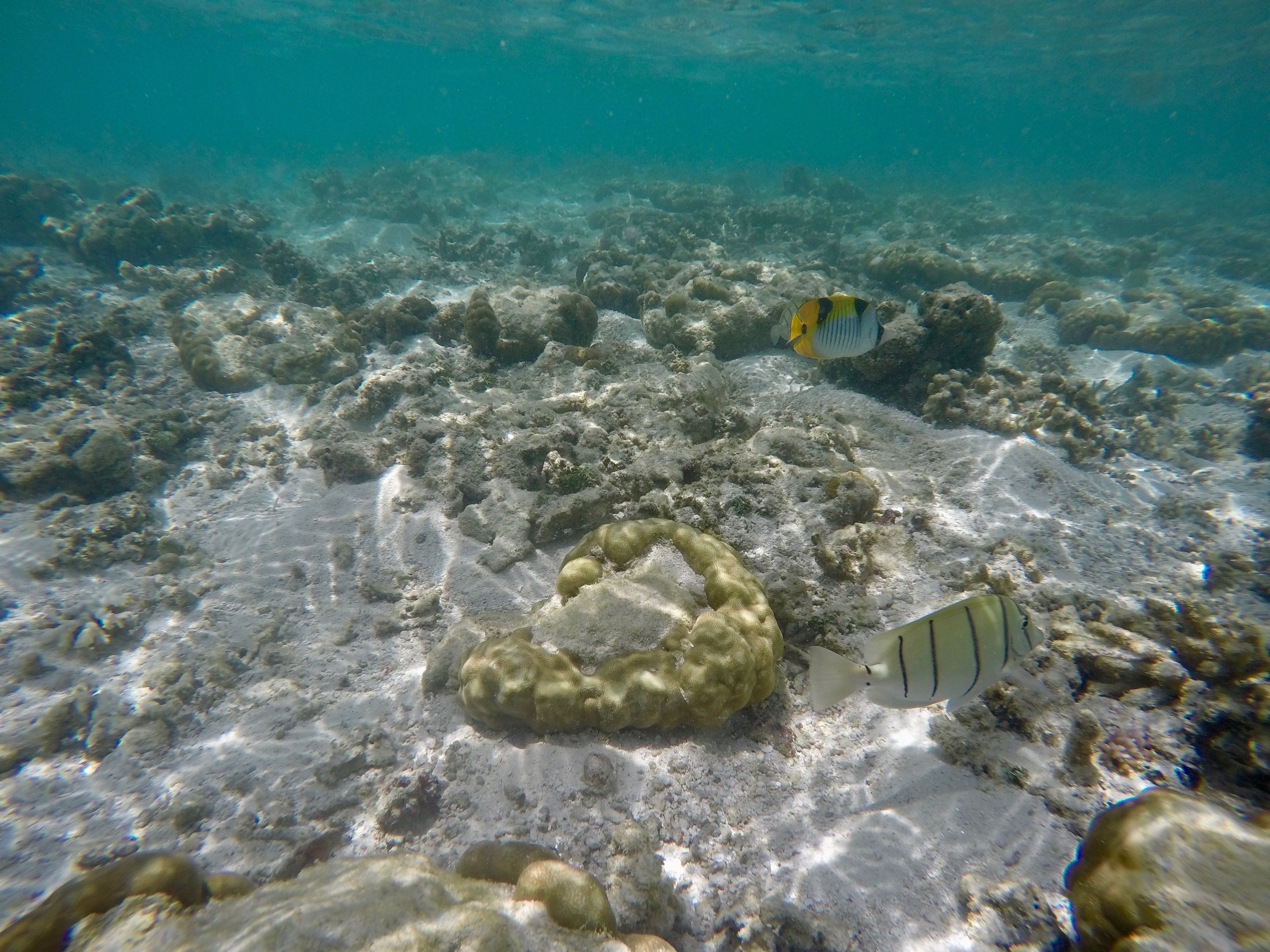 DCIM100GOPROGOPR0260.