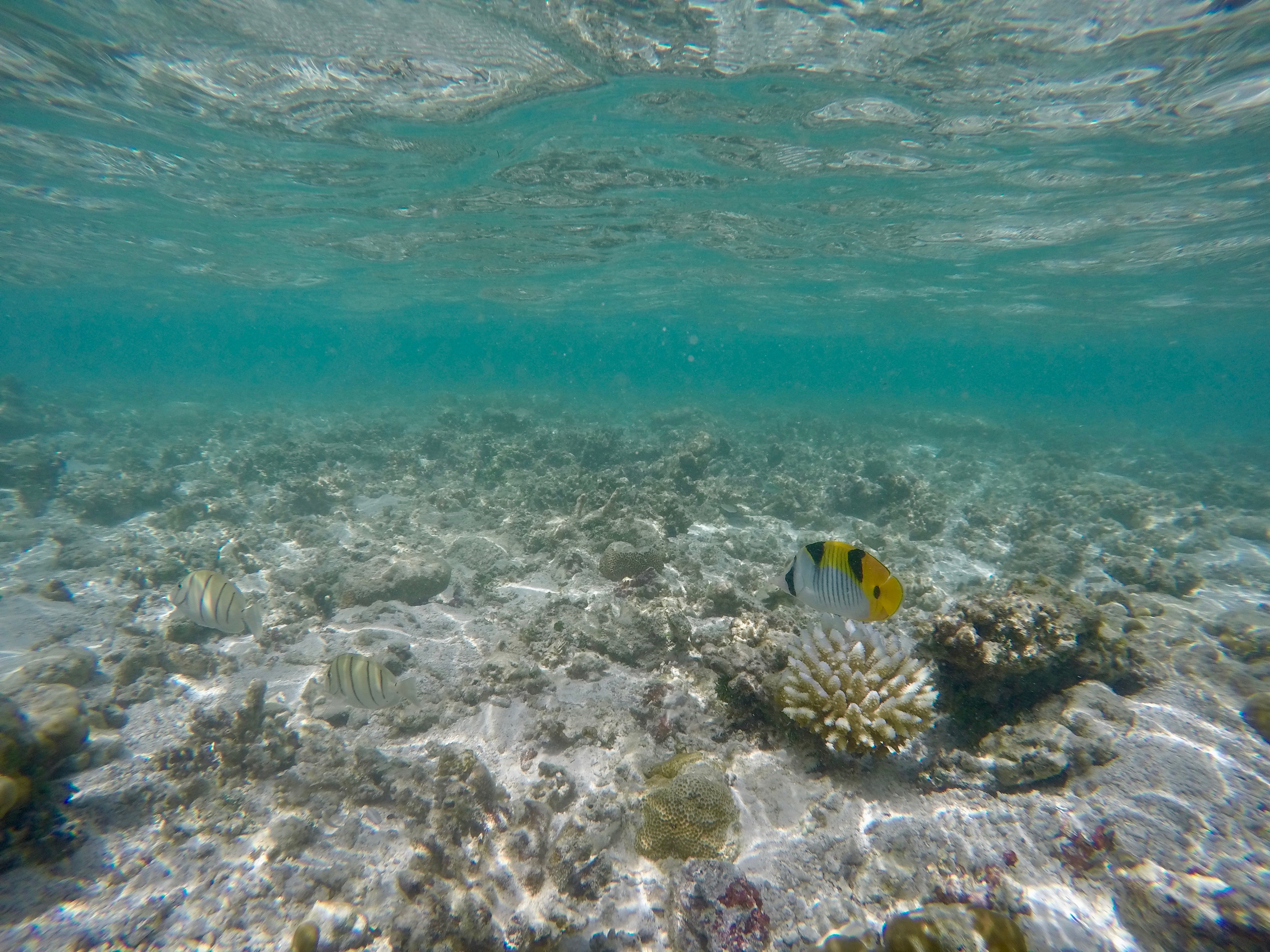 DCIM100GOPROGOPR0263.