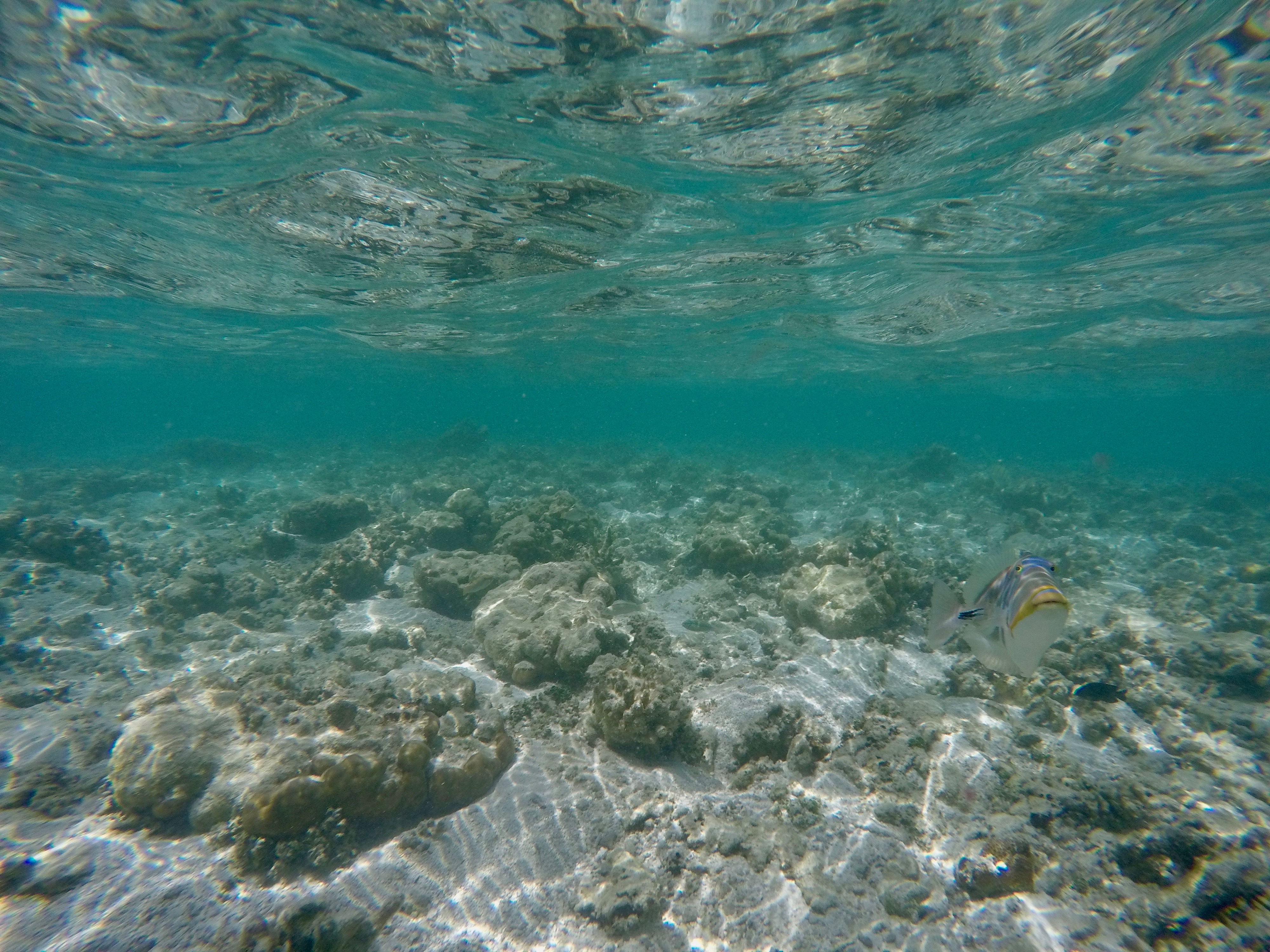 DCIM100GOPROGOPR0287.