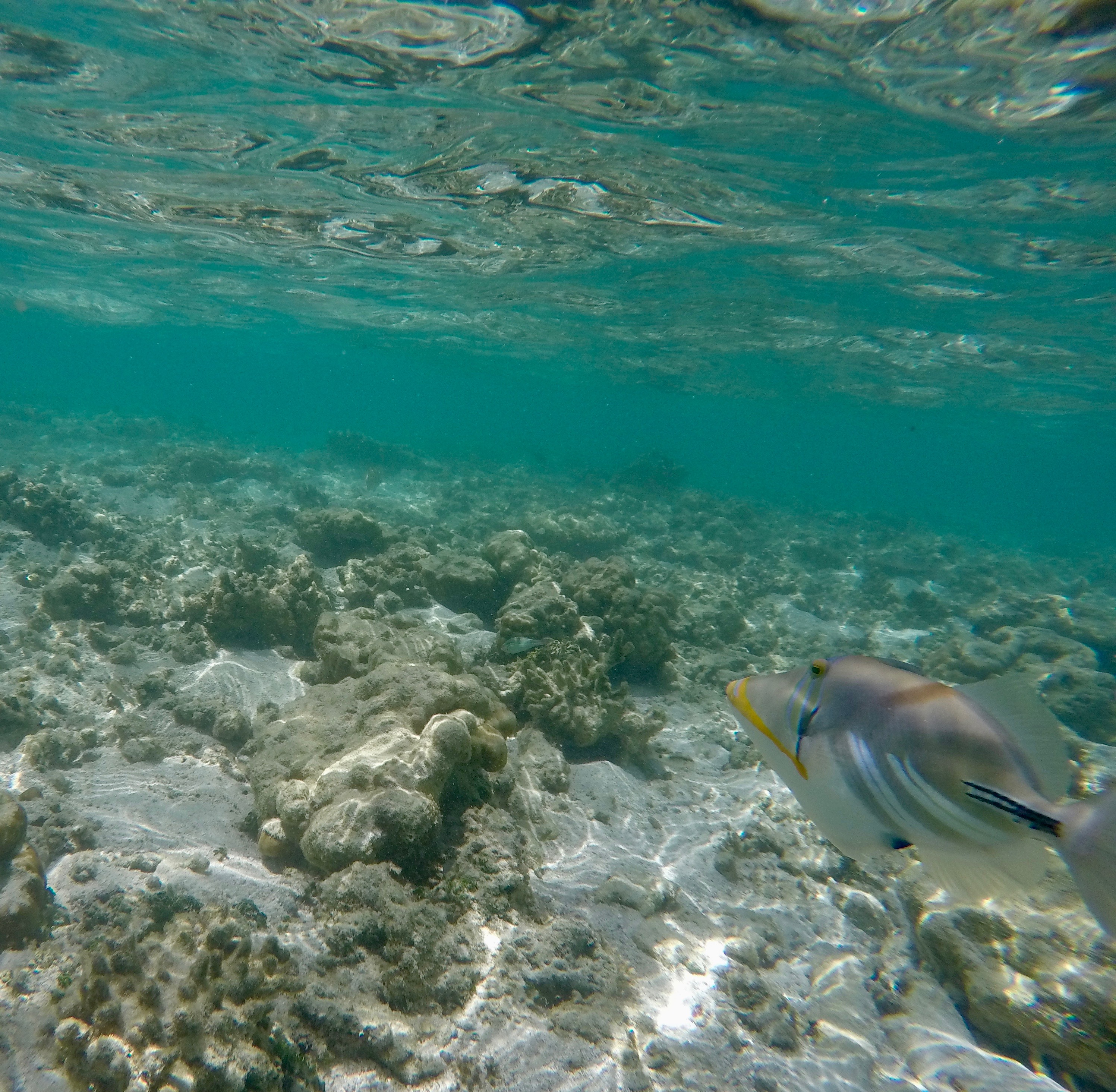 DCIM100GOPROGOPR0289.