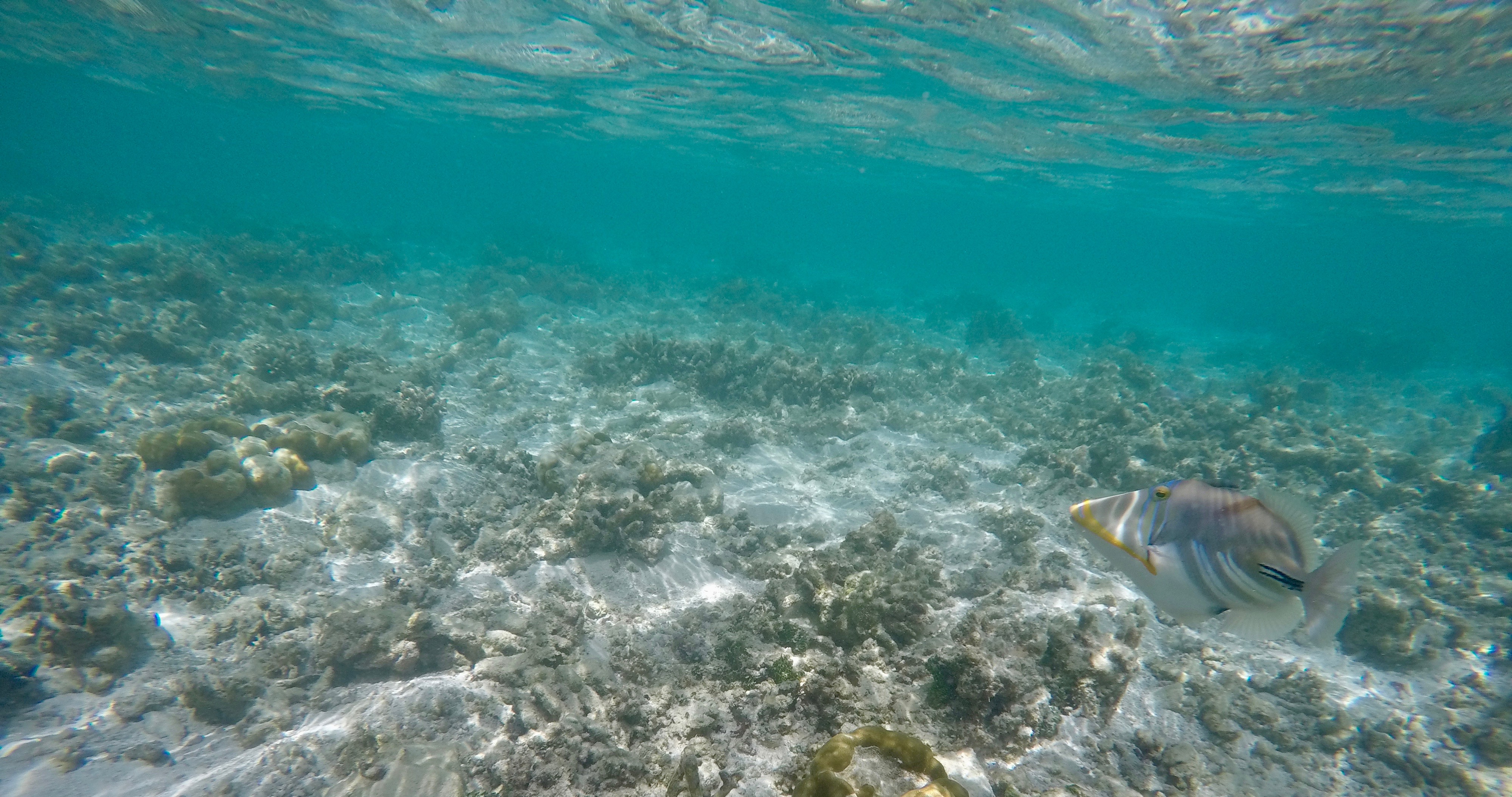 DCIM100GOPROGOPR0290.