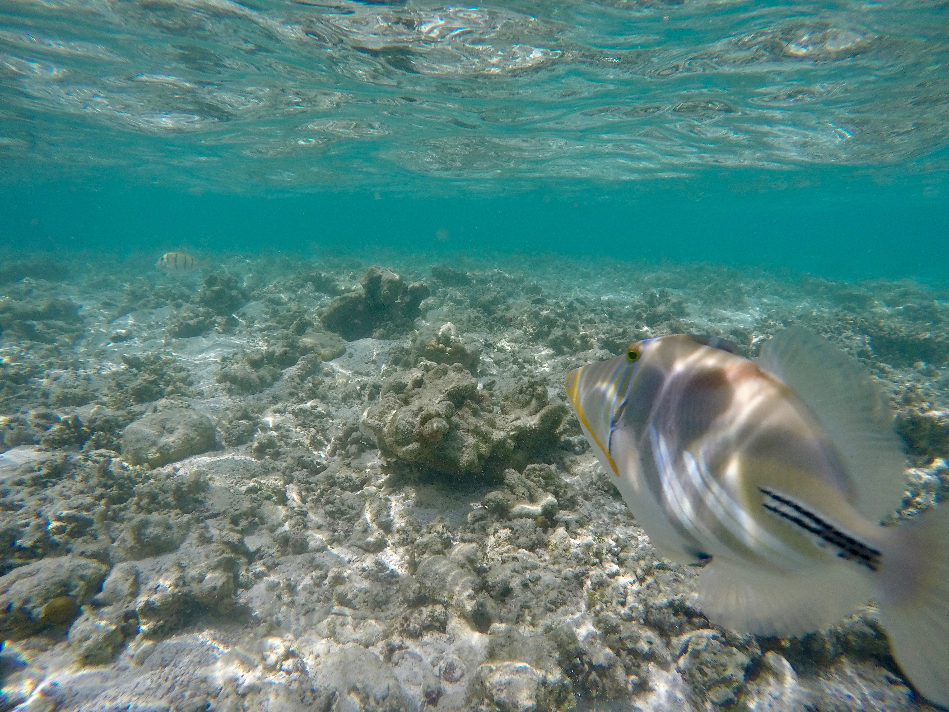 DCIM100GOPROGOPR0293.