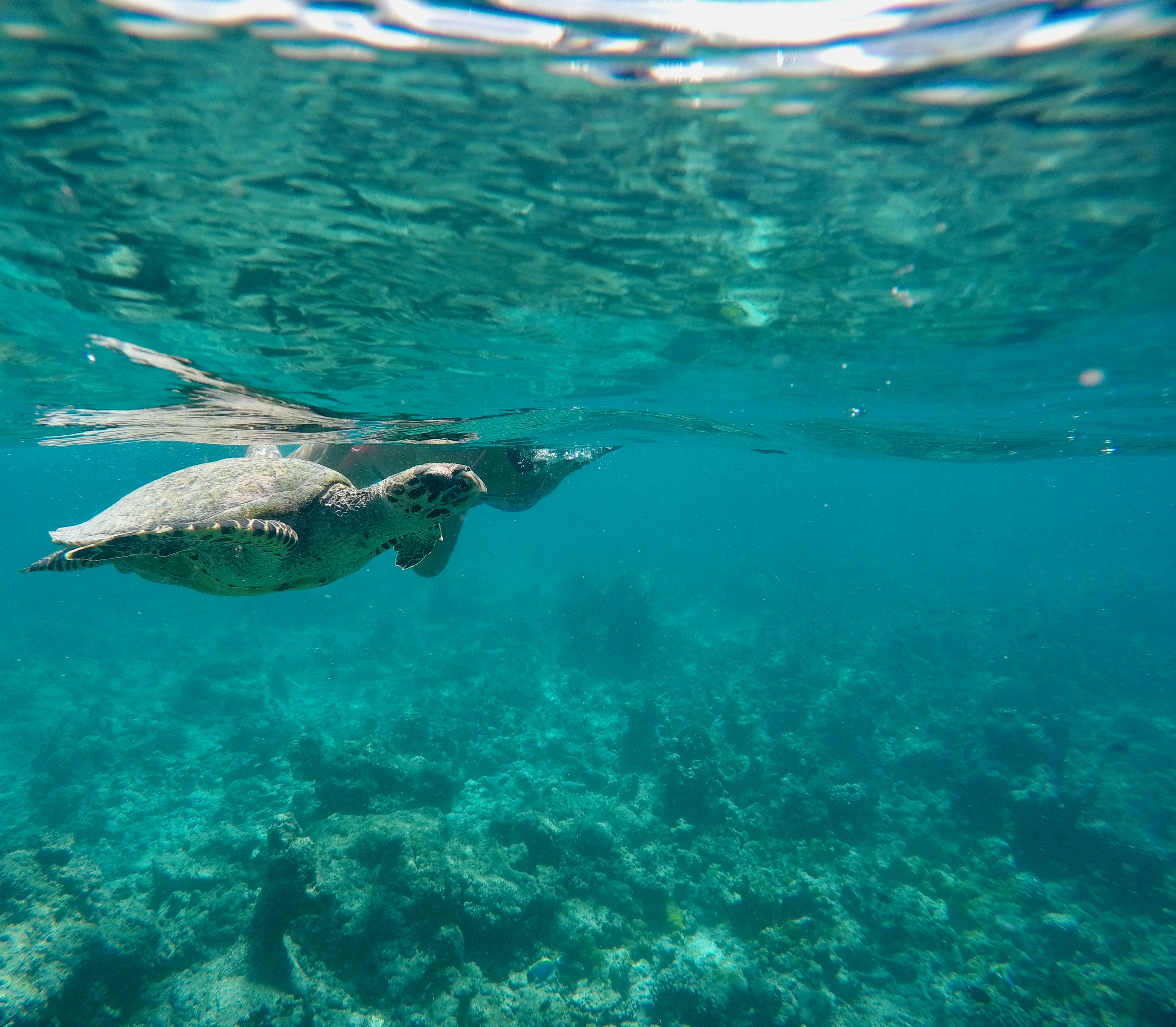 DCIM100GOPROGOPR0473.