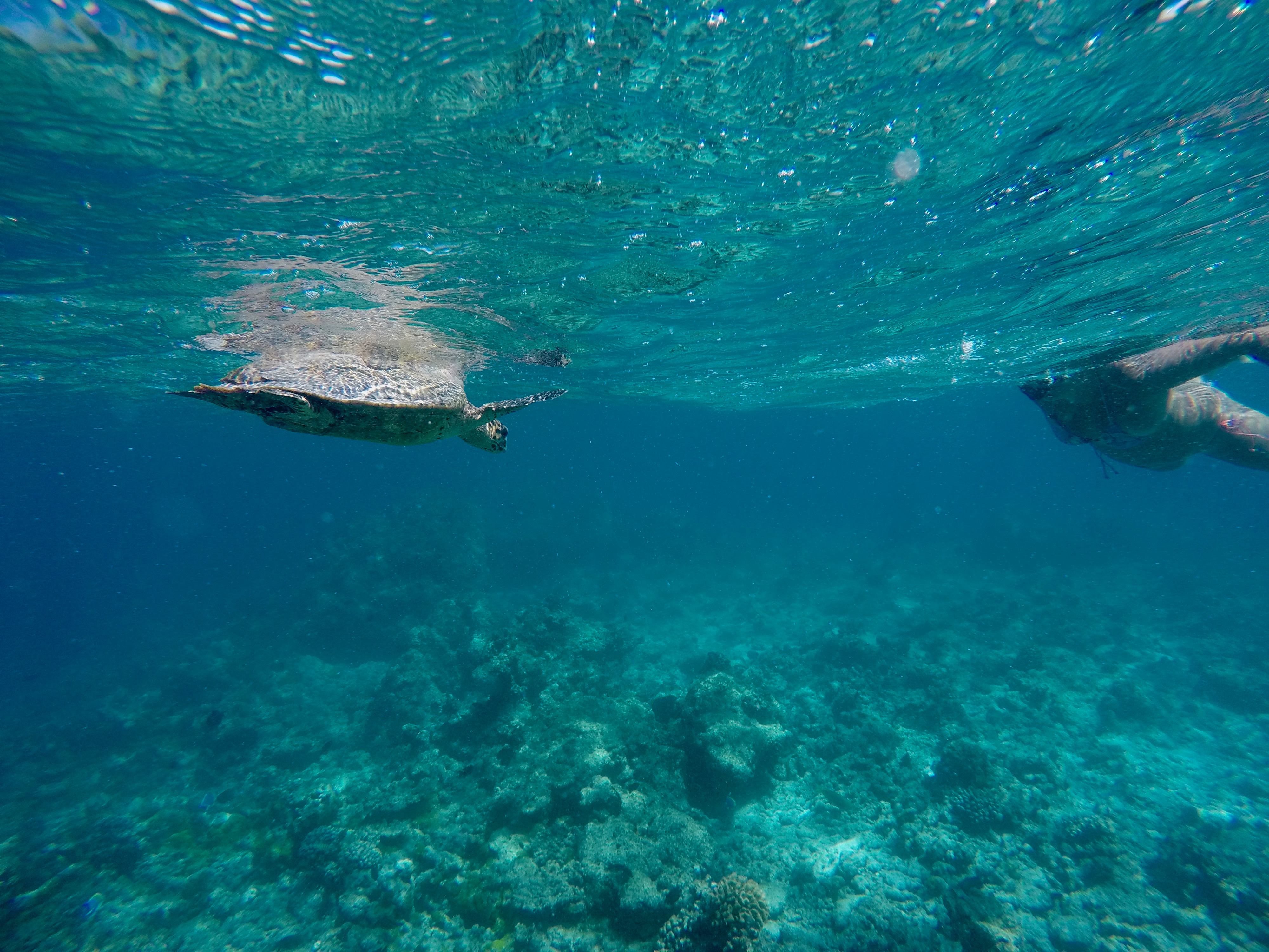 DCIM100GOPROGOPR0484.