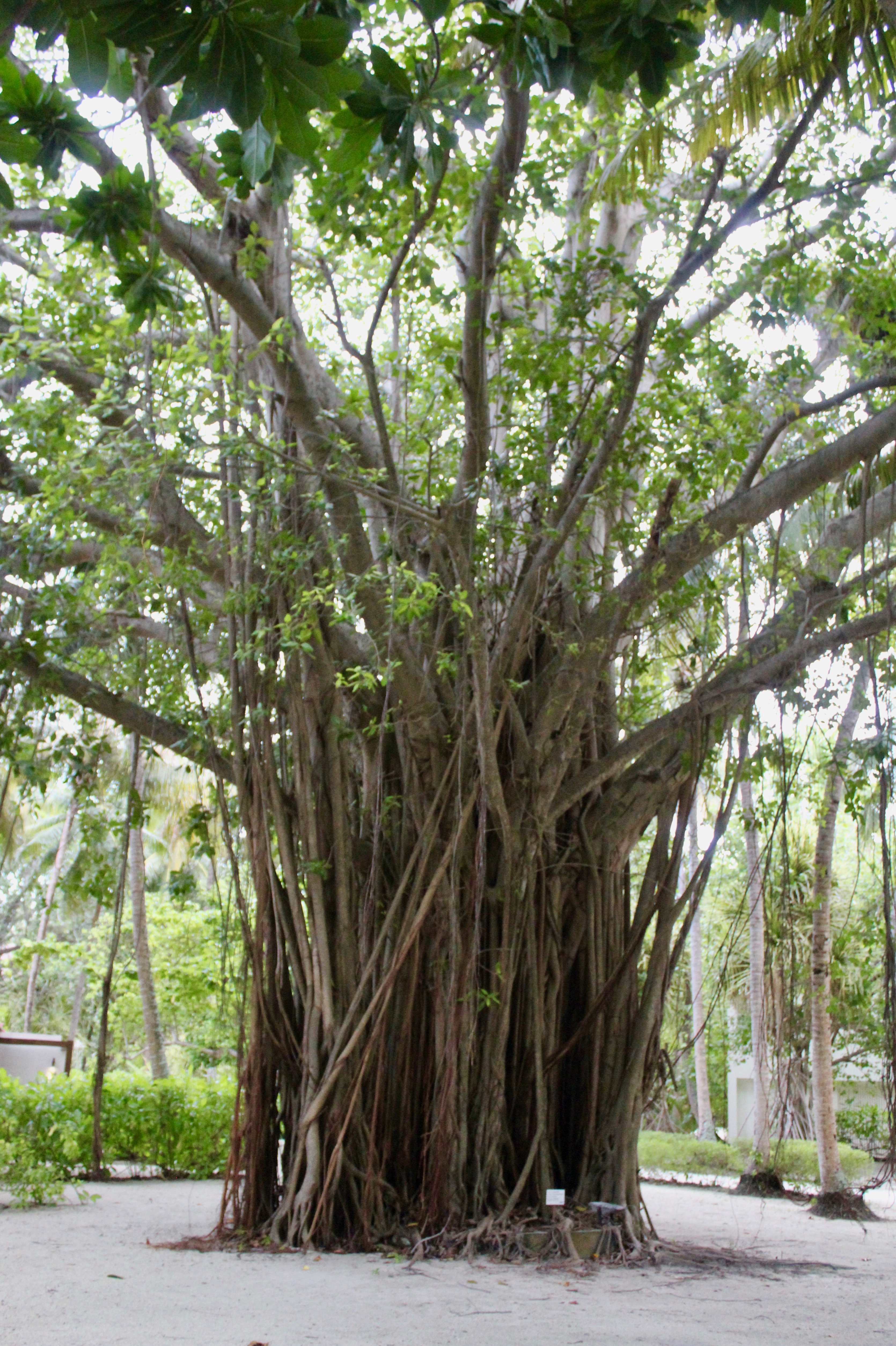 June, 2019 - Kandooma Fushi Island, South Malé Atoll, Maldives - Banyan Tree