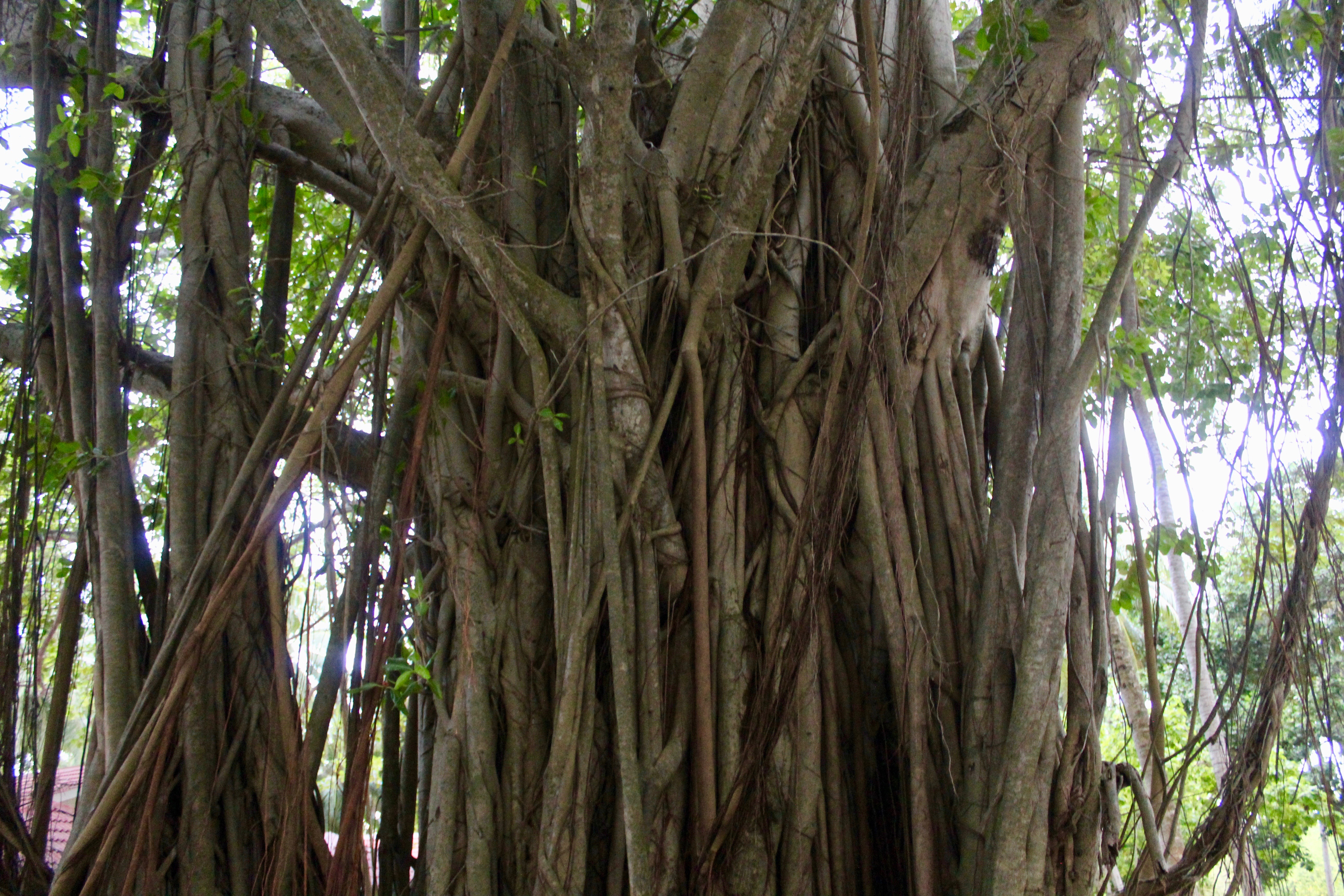 June, 2019 - Kandooma Fushi Island, South Malé Atoll, Maldives - Banyan Tree