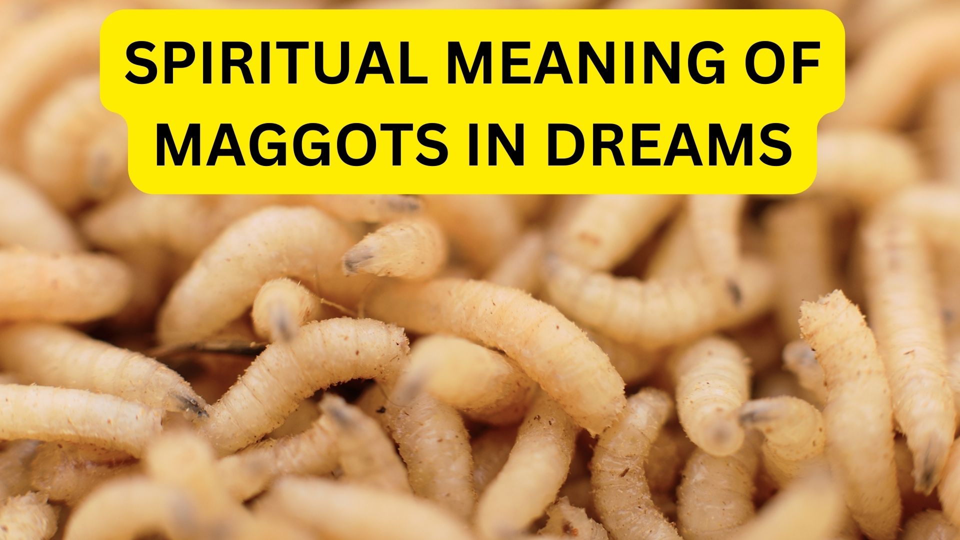 Spiritual meaning of maggots in dreams