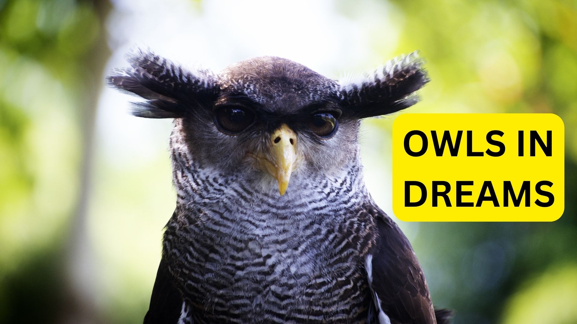 Owls in dreams