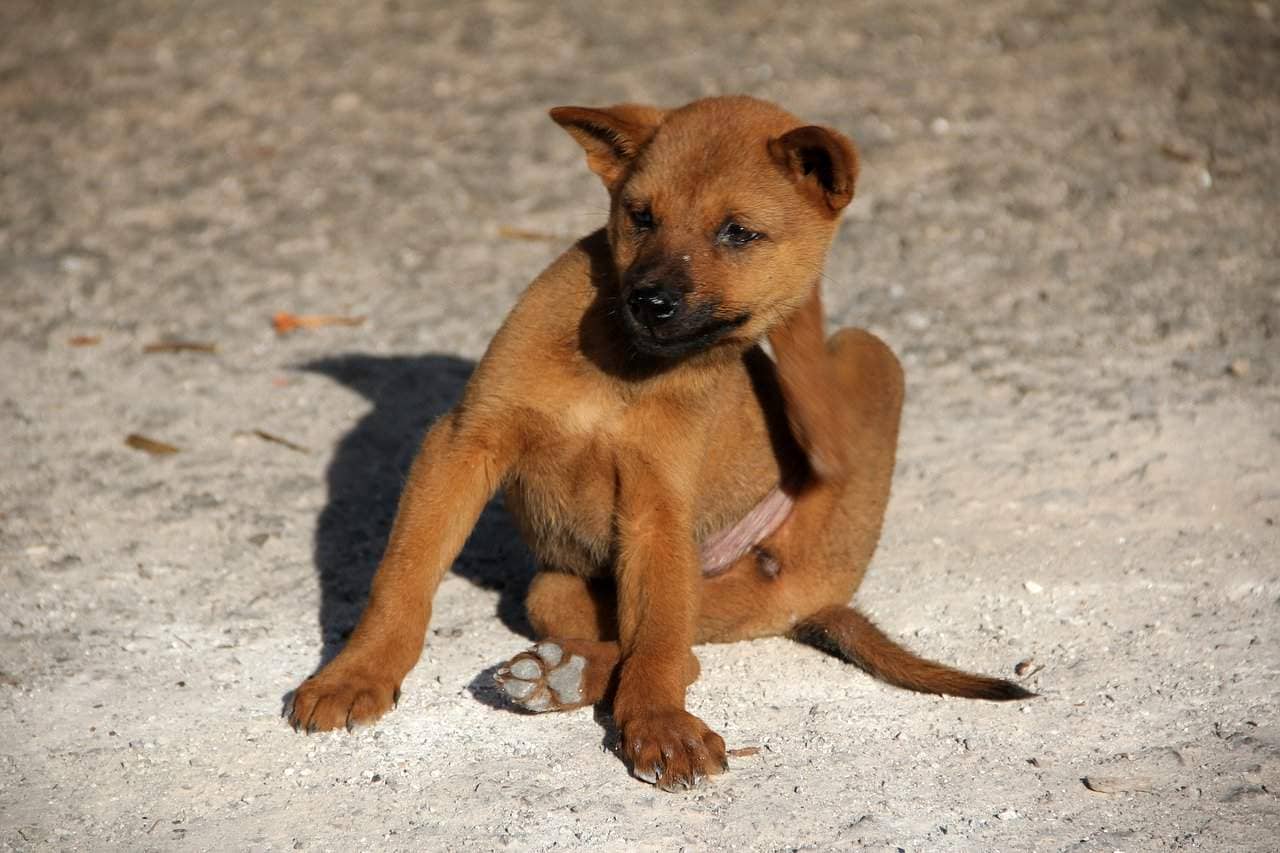 My Dog Keeps Sitting Down Abruptly! [6 Alarming Reasons
