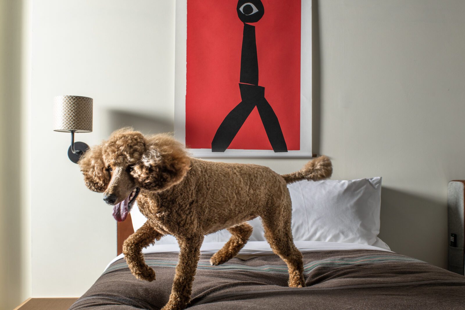 Pet-Friendly Hotels | Ace Hotel - Pet Packages & Stays