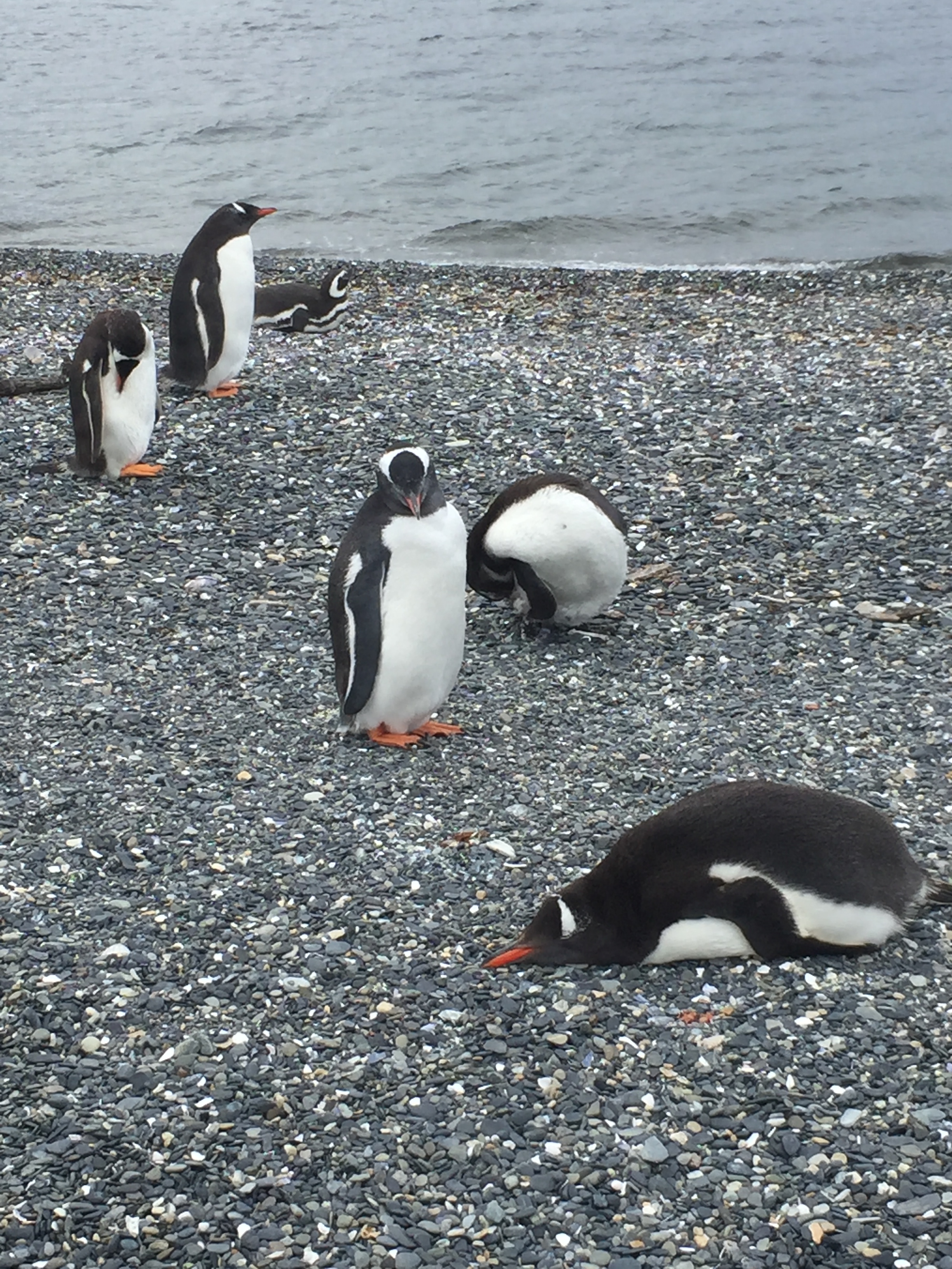 This gentoo penguin (the orange beaked sleepy one) clearly feels like I do after a long day's walk