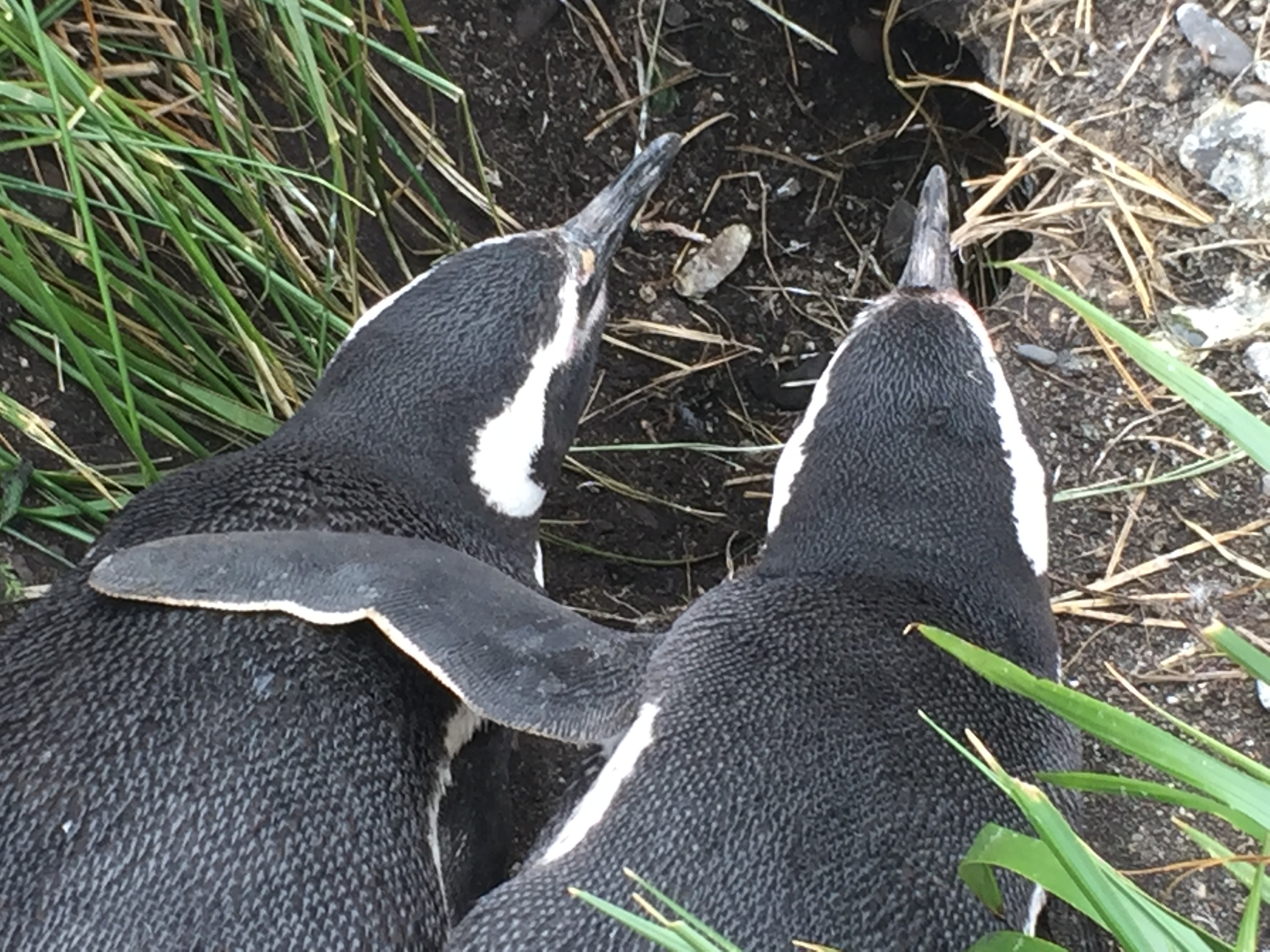 OK, beyond cute, seriously.