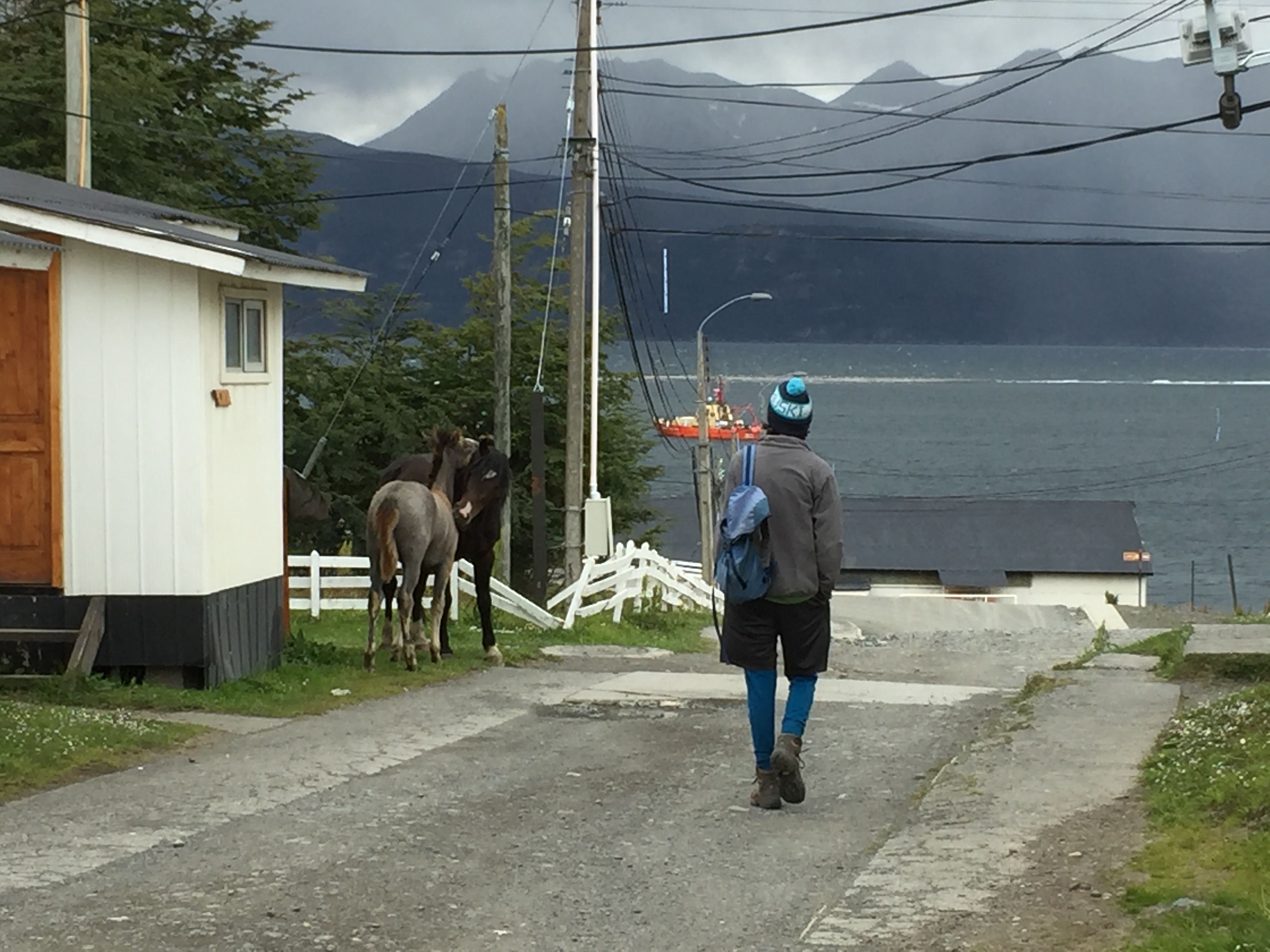 More freely wandering horses than people in Puerto Willaims