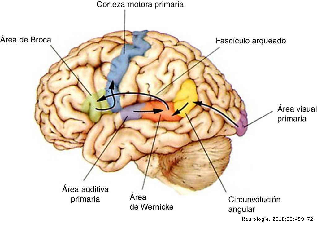 Conexiones cerebrales locales en el TEA