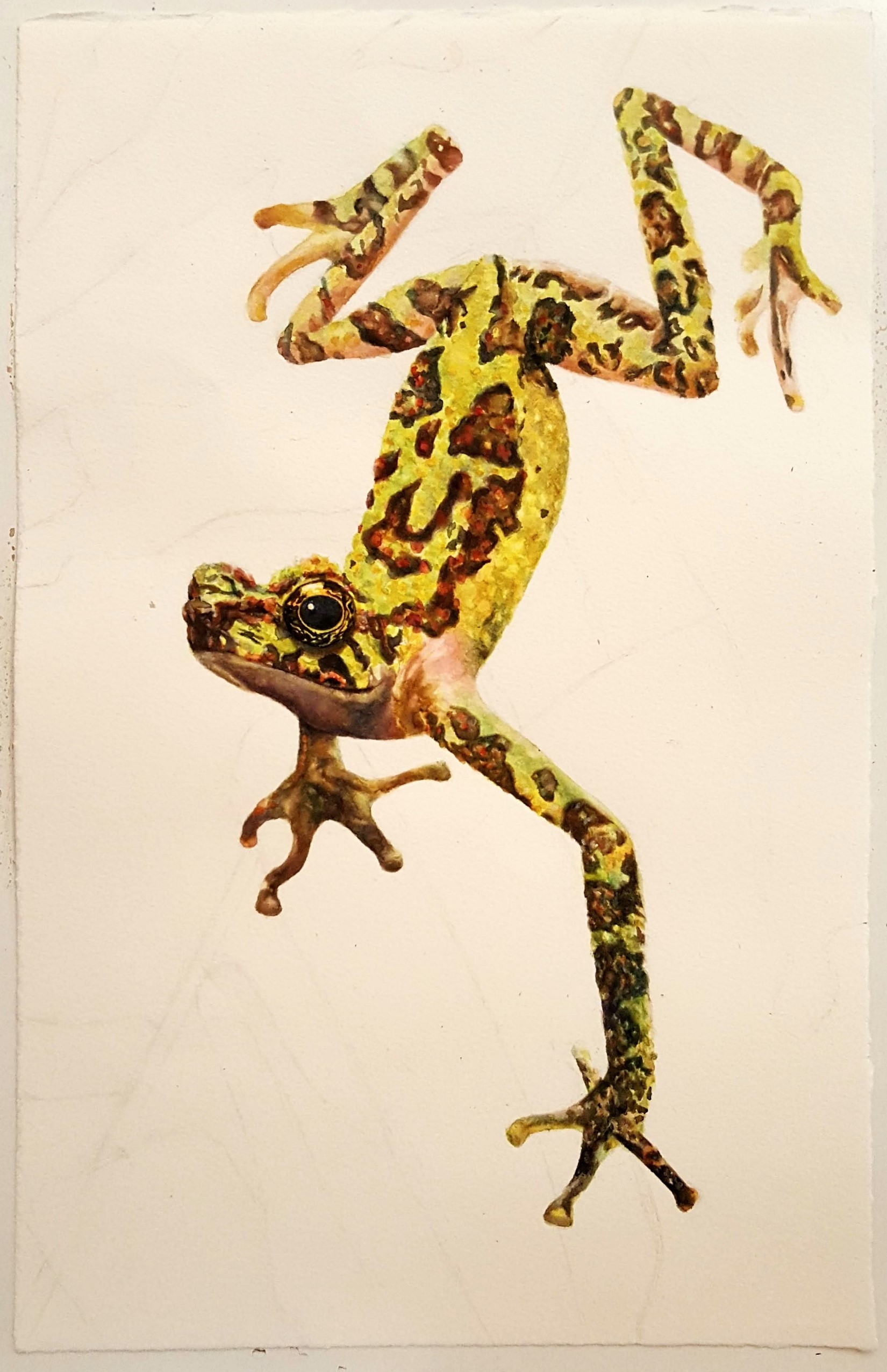 Bornean rainbow toad watercolor painting