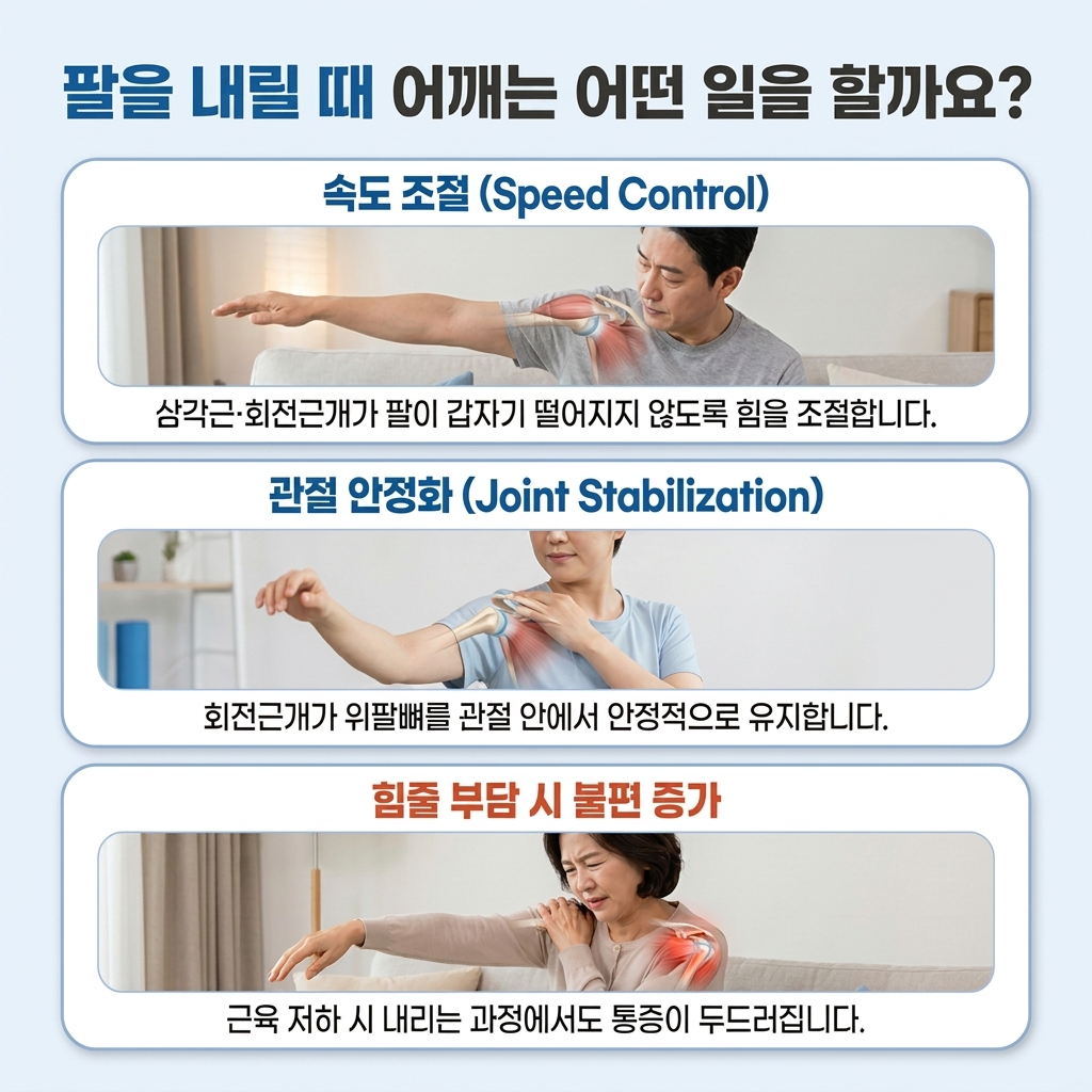 팔을 천천히 내릴 때 회전근개가 어깨 관절을 안정시키는 과정