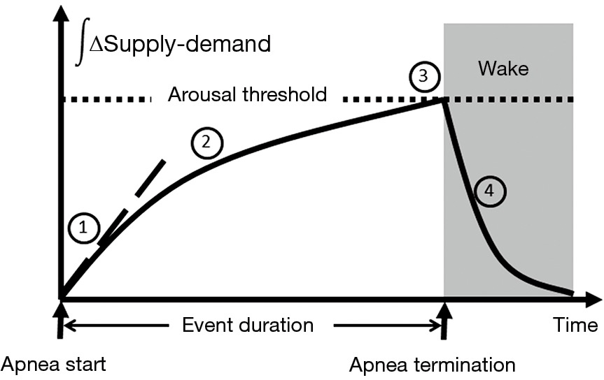 The Pathogenesis Of Obstructive Sleep Apnea Pham Journal