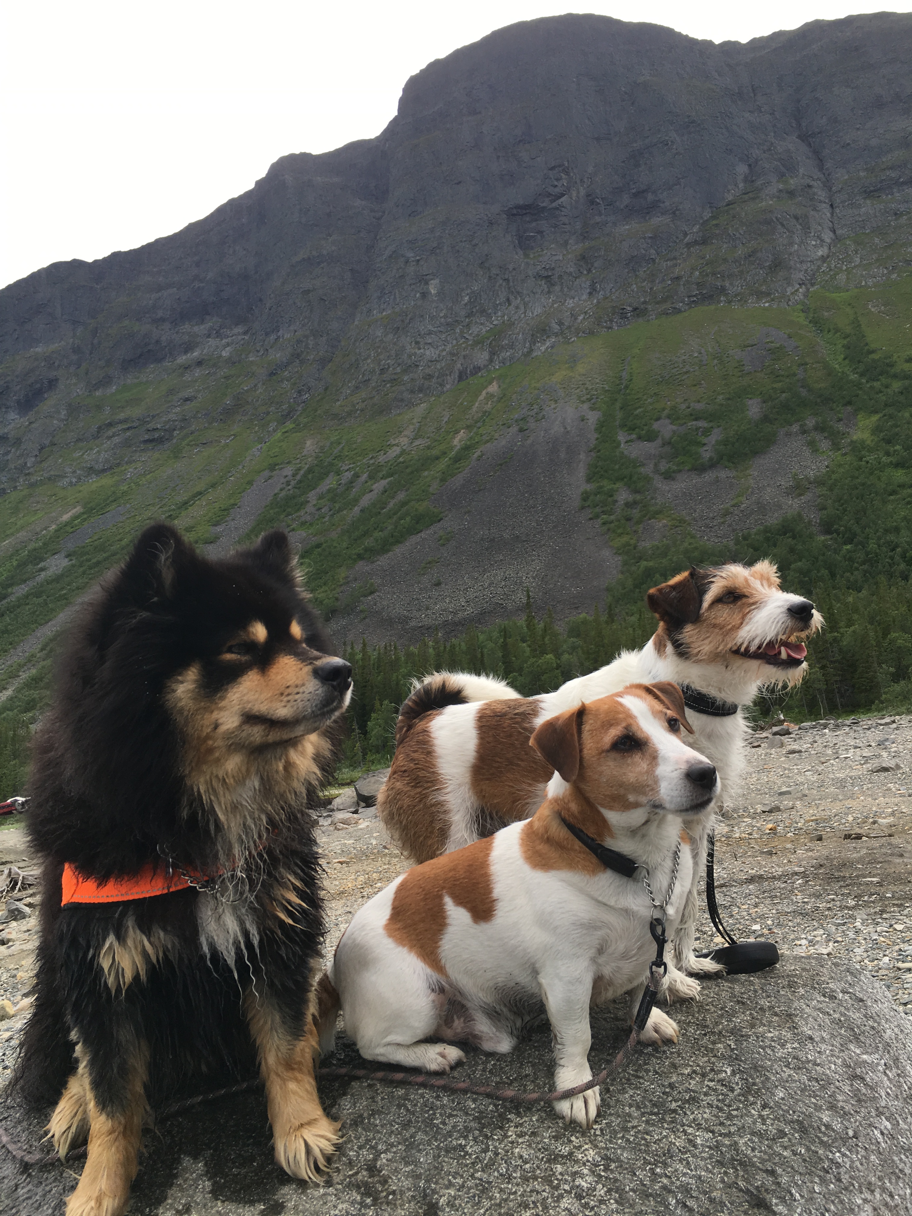 Fikasugna grabbar vid Borgafjäll