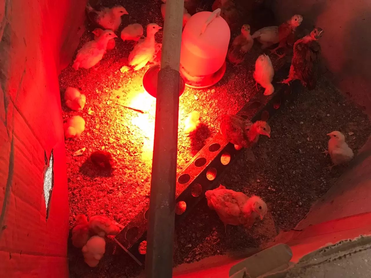 WhatsApp Image 2020-08-04 at 1.20.59 PM (1)