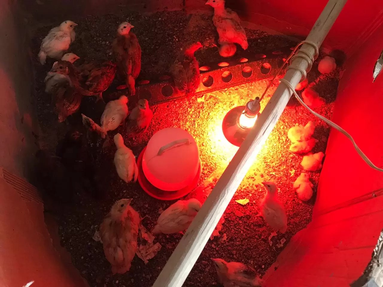 WhatsApp Image 2020-08-04 at 1.20.59 PM (2)