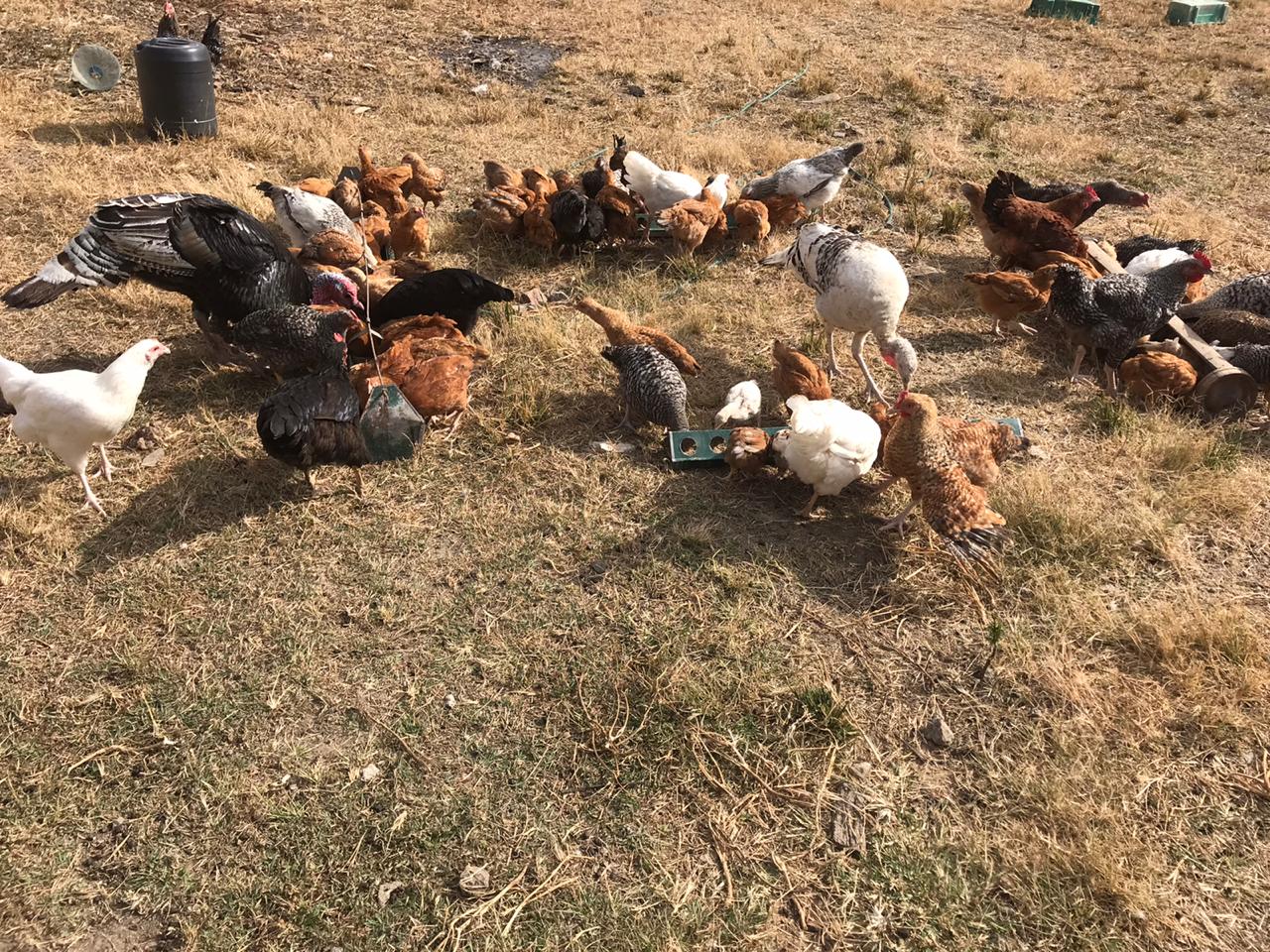 WhatsApp Image 2020-08-04 at 1.20.59 PM