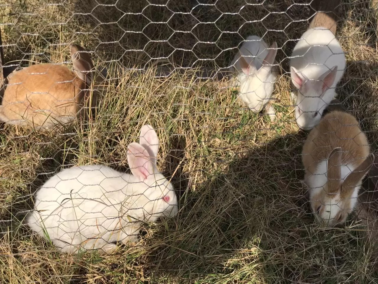 WhatsApp Image 2020-08-04 at 1.21.00 PM