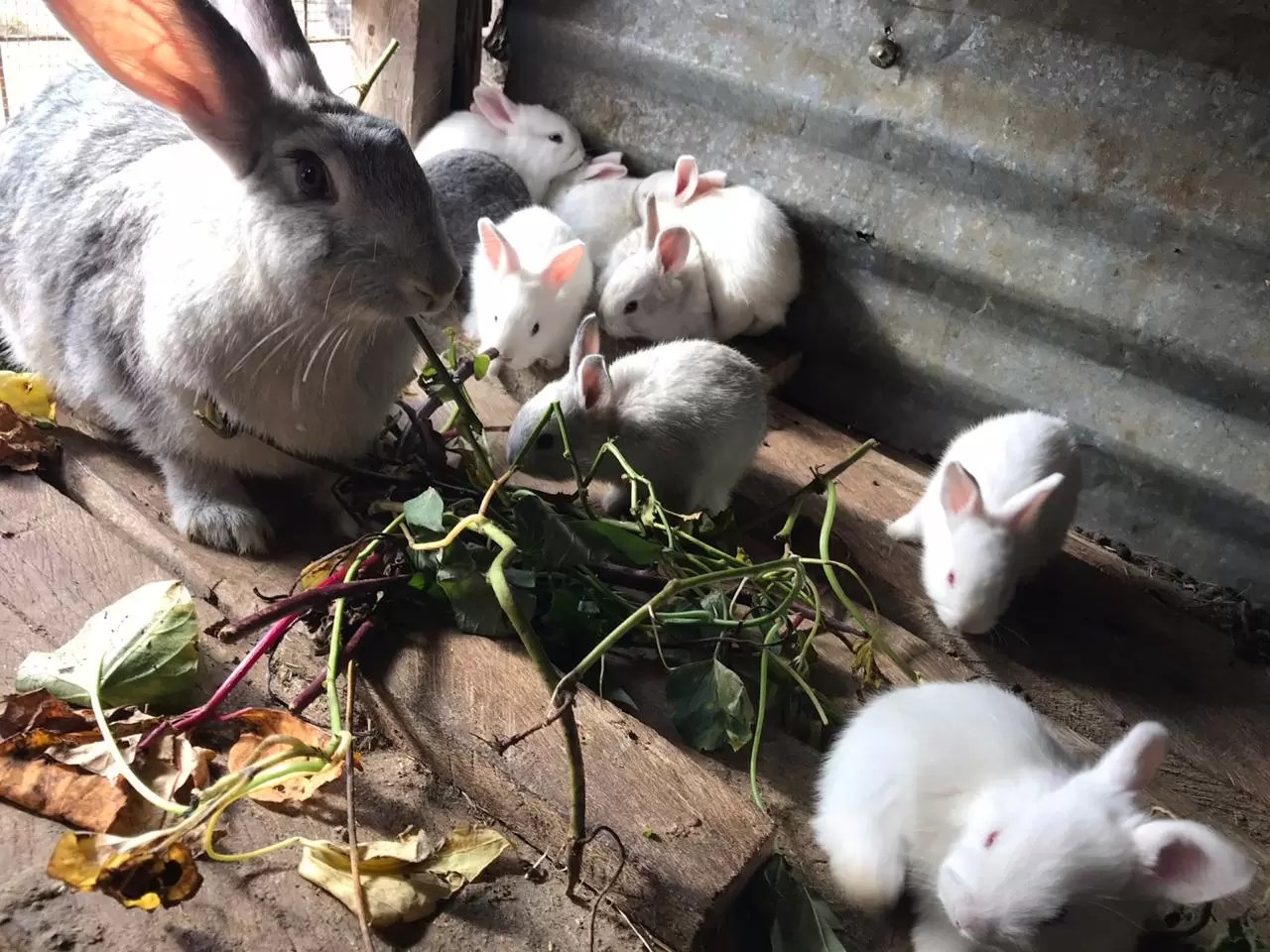 WhatsApp Image 2020-08-04 at 1.21.01 PM