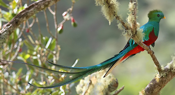 A quetzal