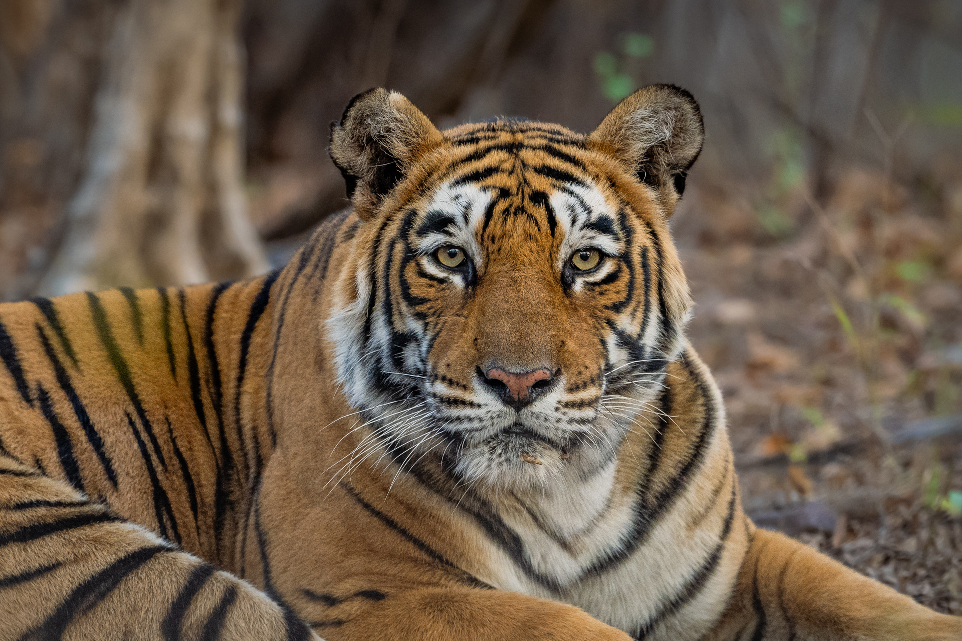 Tigers of india photo adventure