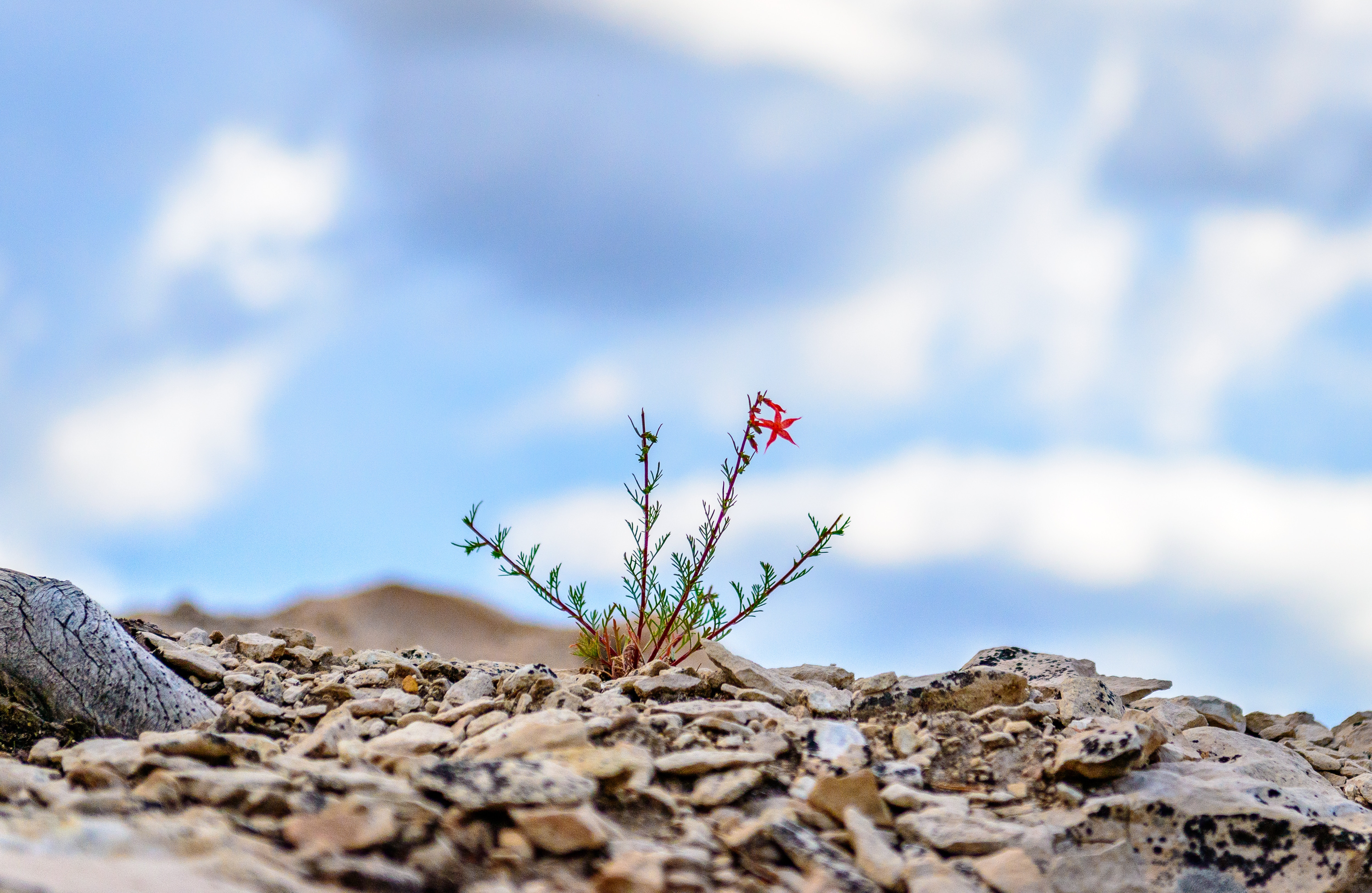 What is psychological resilience?