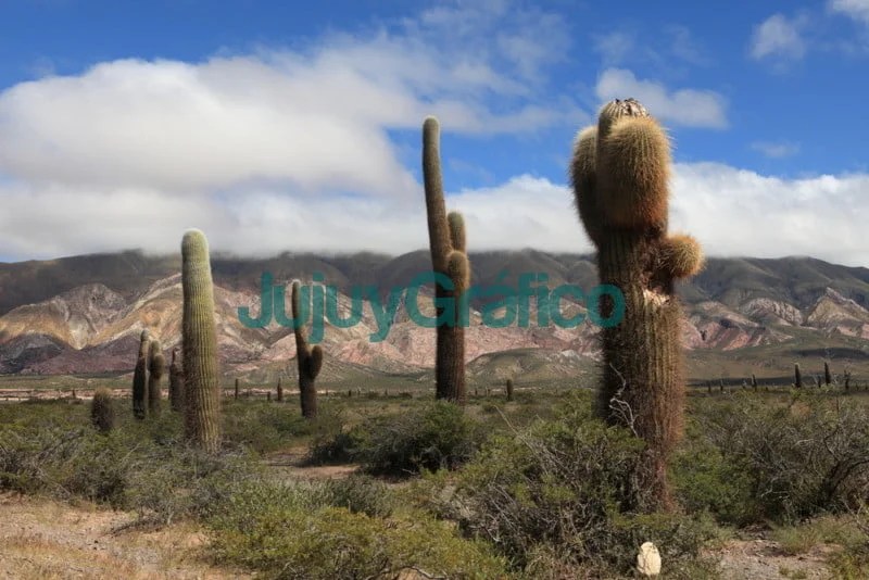 Quebrada de Humahuaca 2