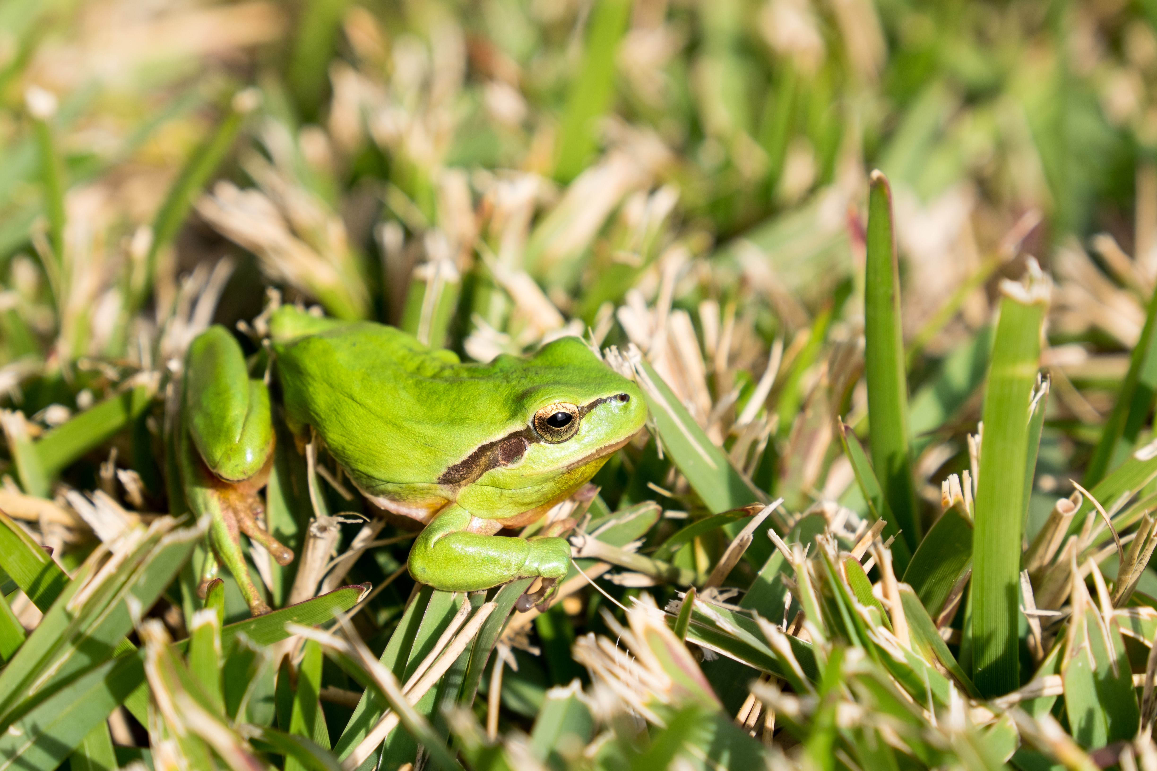 ... but you'll need a longer lens to capture shier subjects (Ponte de Sor, Portugal)