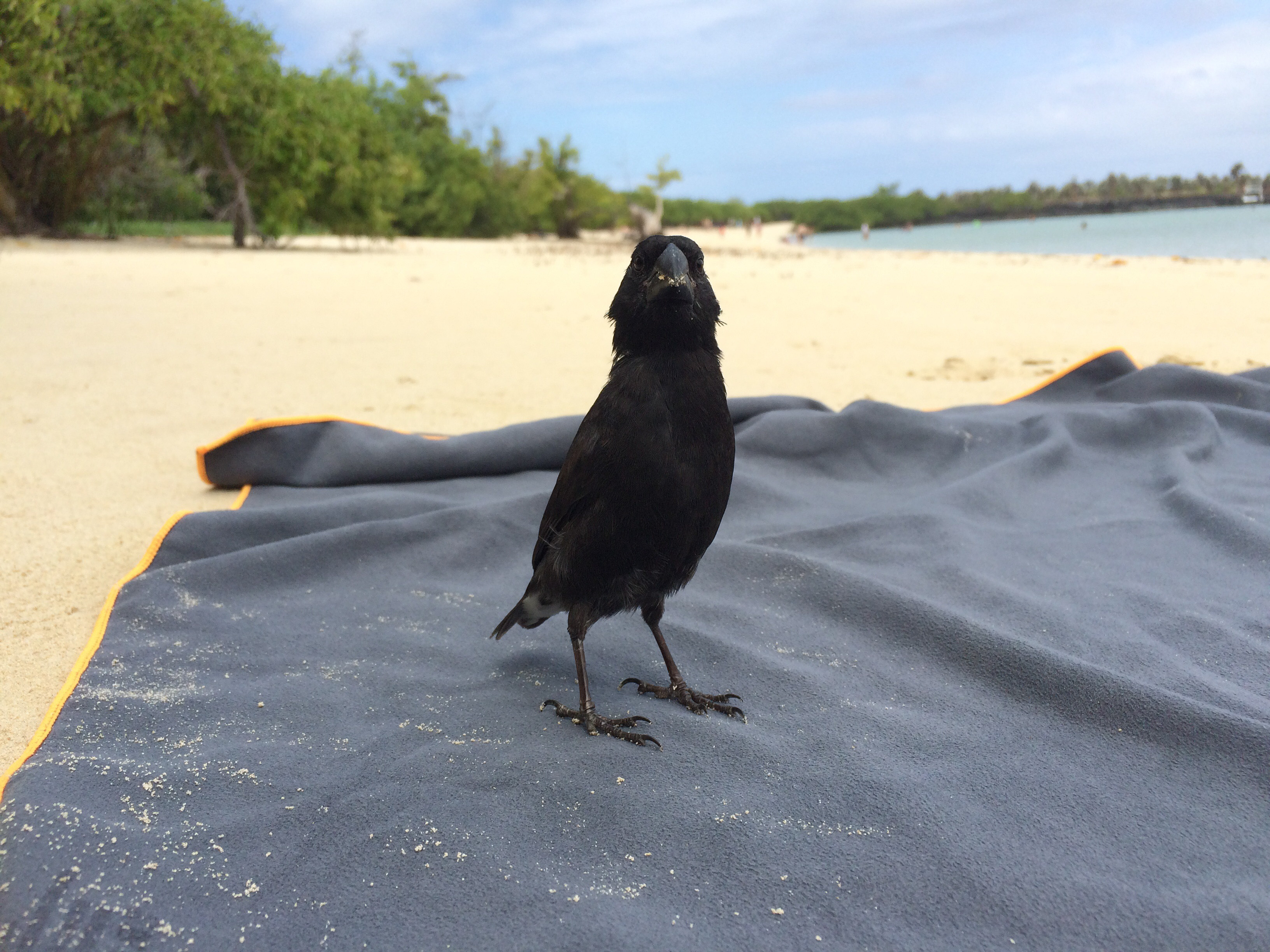 Smartphones have a wide-angle lens, meaning you need to get close to your subjects. That might work with the cheeky wildlife in Galápagos...