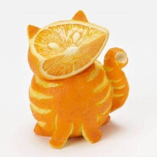 orange cat