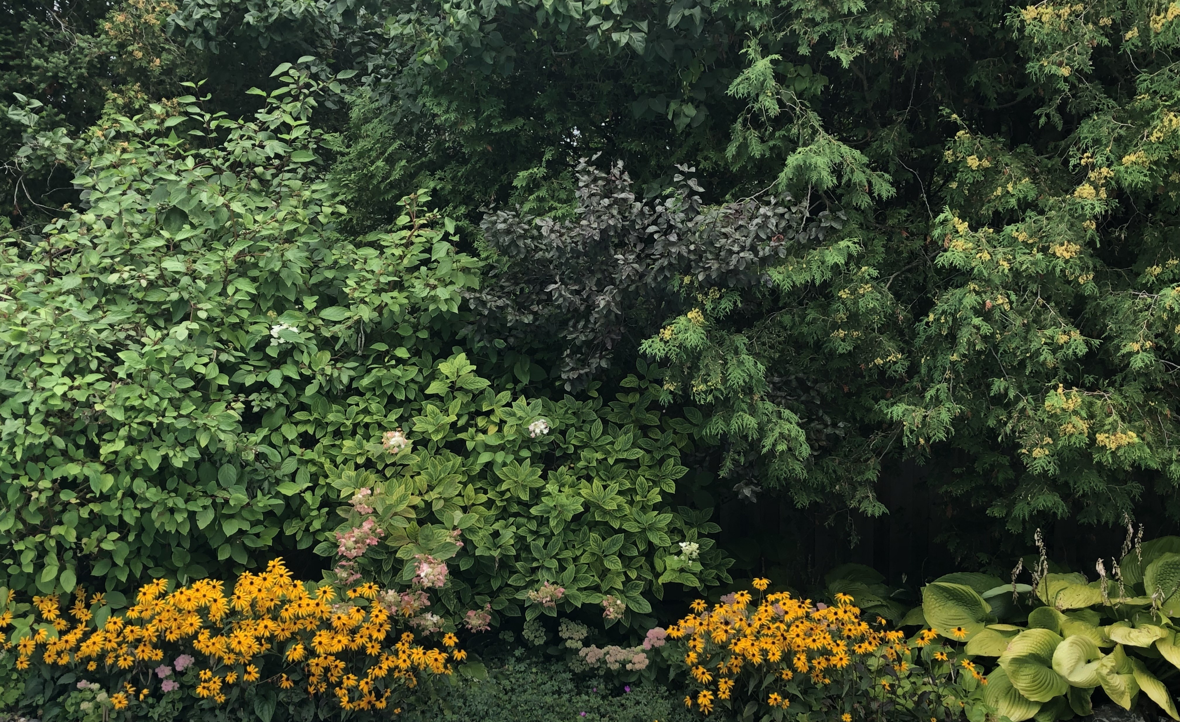 Garden border with a mix of different plants to provide privacy