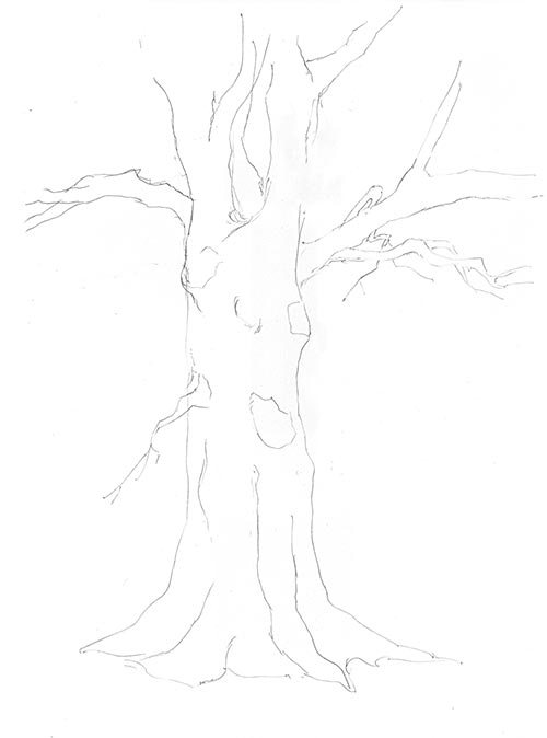 Tree Line Drawing Free Vector Art 383 Free Downloads