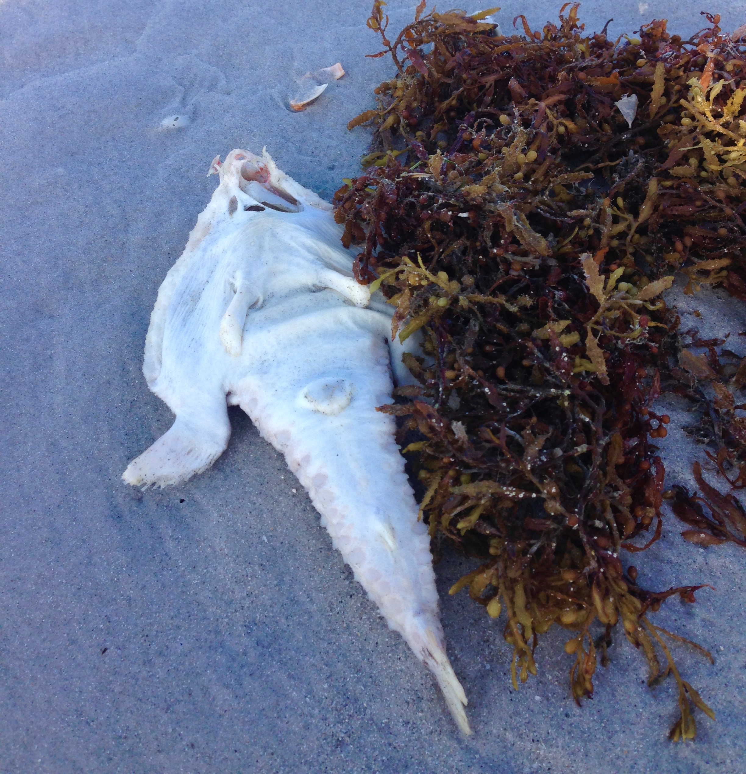 dead batfish on Sanibel Island beach