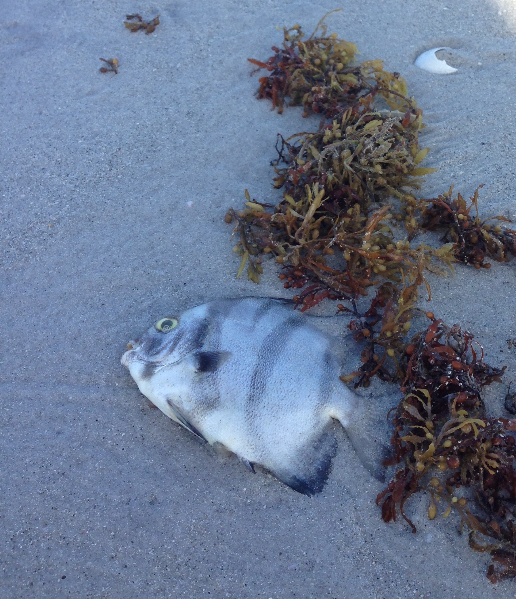fish kill at Sanibel Island