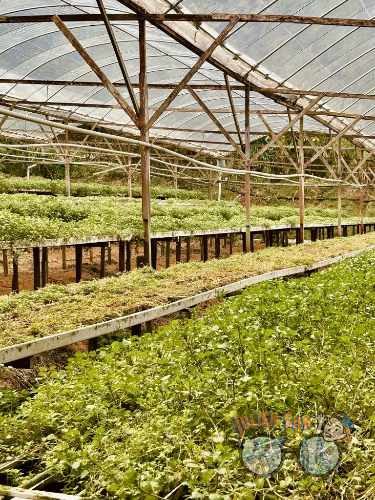 【金馬倫高原自由行攻略】金馬倫高原景點推薦!漫遊百花齊放與壯麗景觀之間,打卡6個金馬倫高原必去景點! 21 IMG 7250