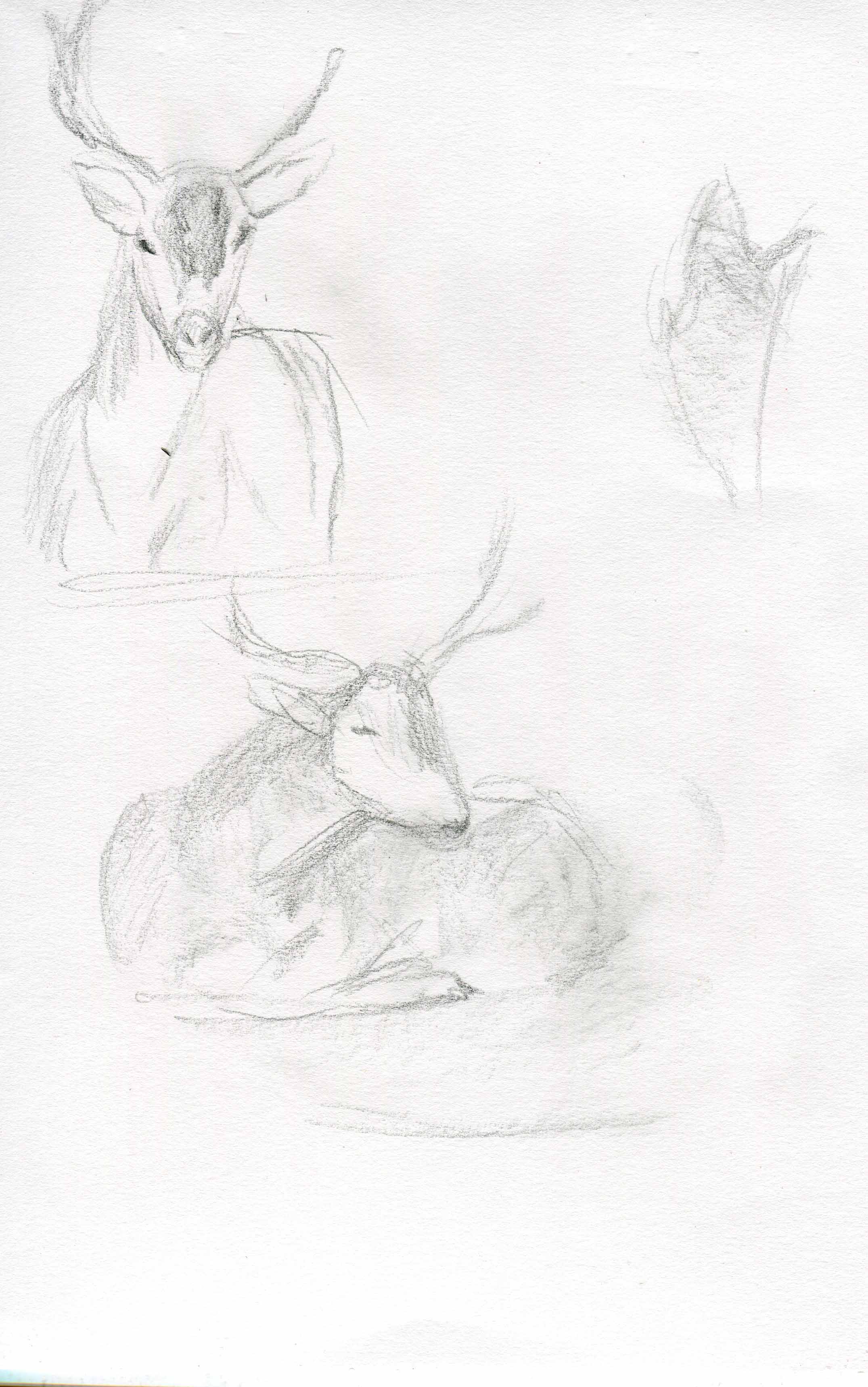deer-sketch-blog-5