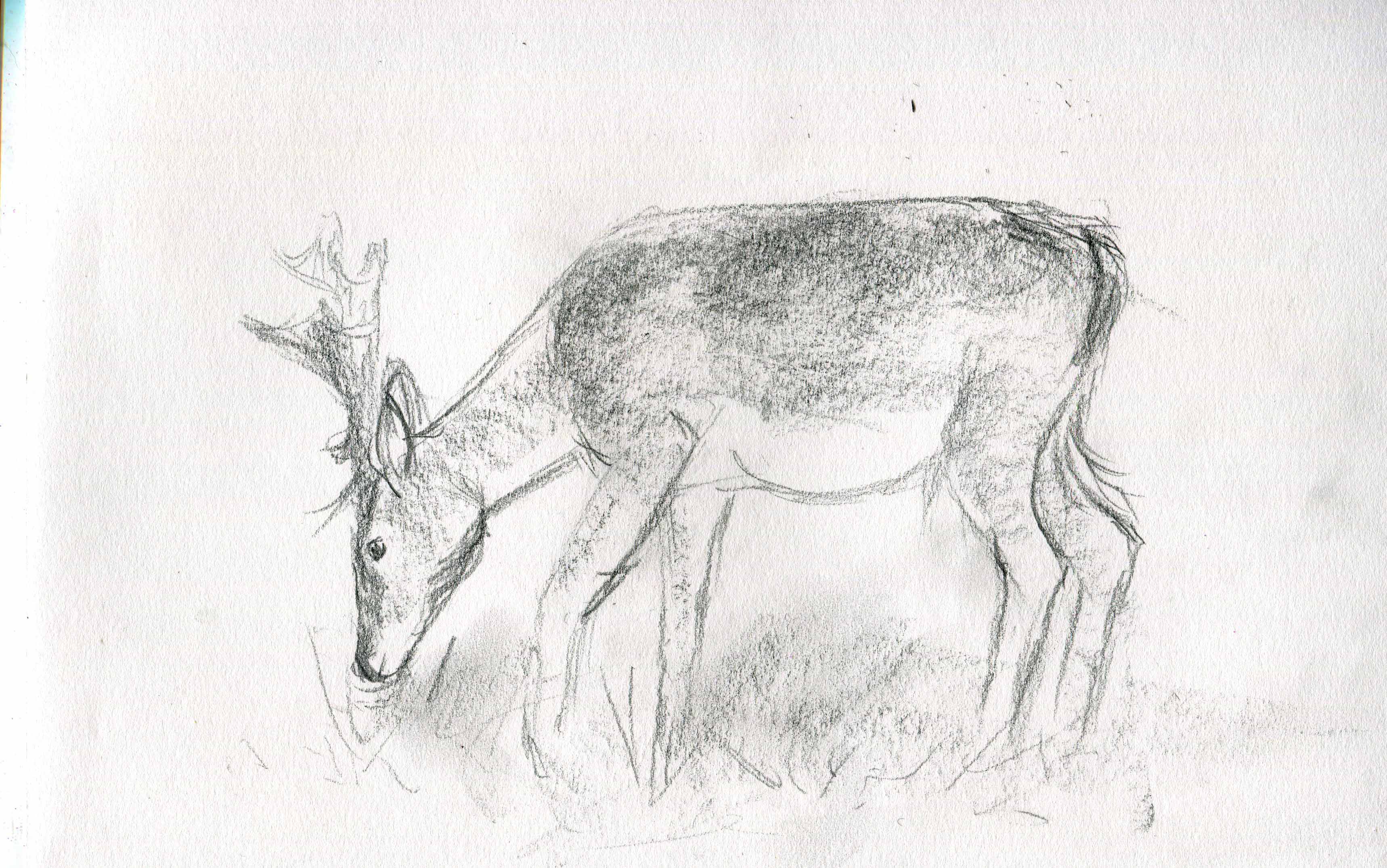 deer-sketch-blog-7