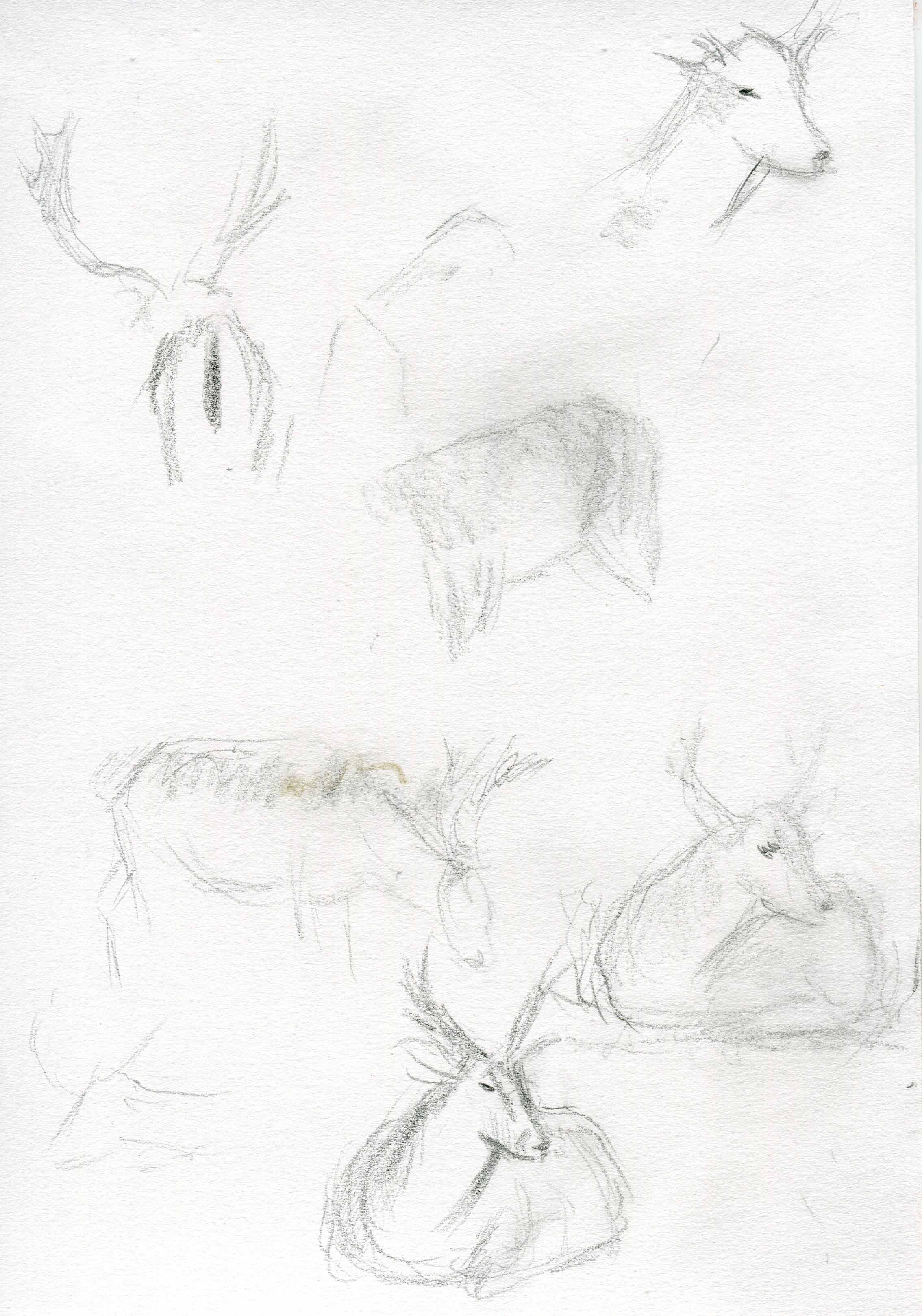 deer-sketch-blog2