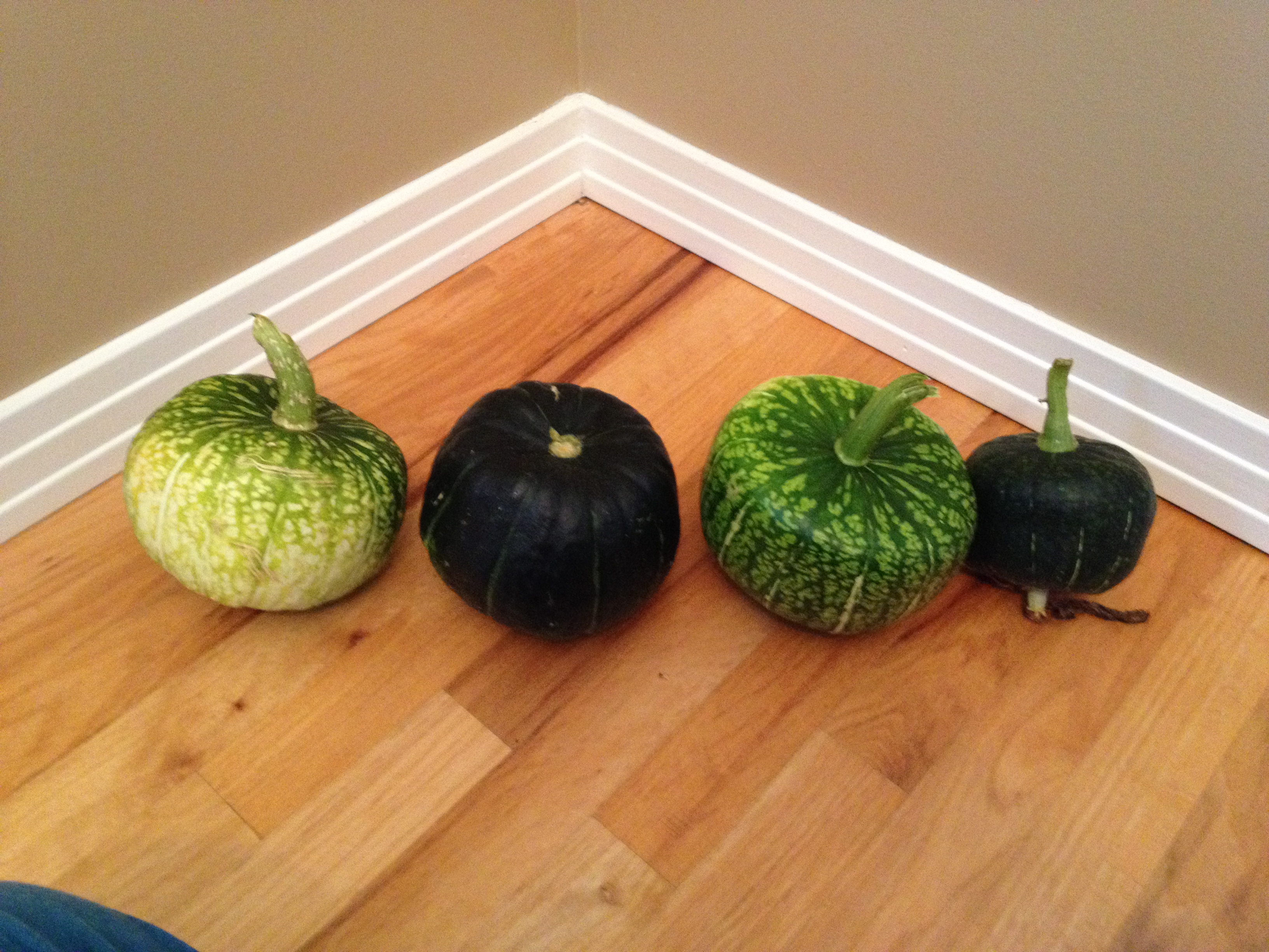 Squashes